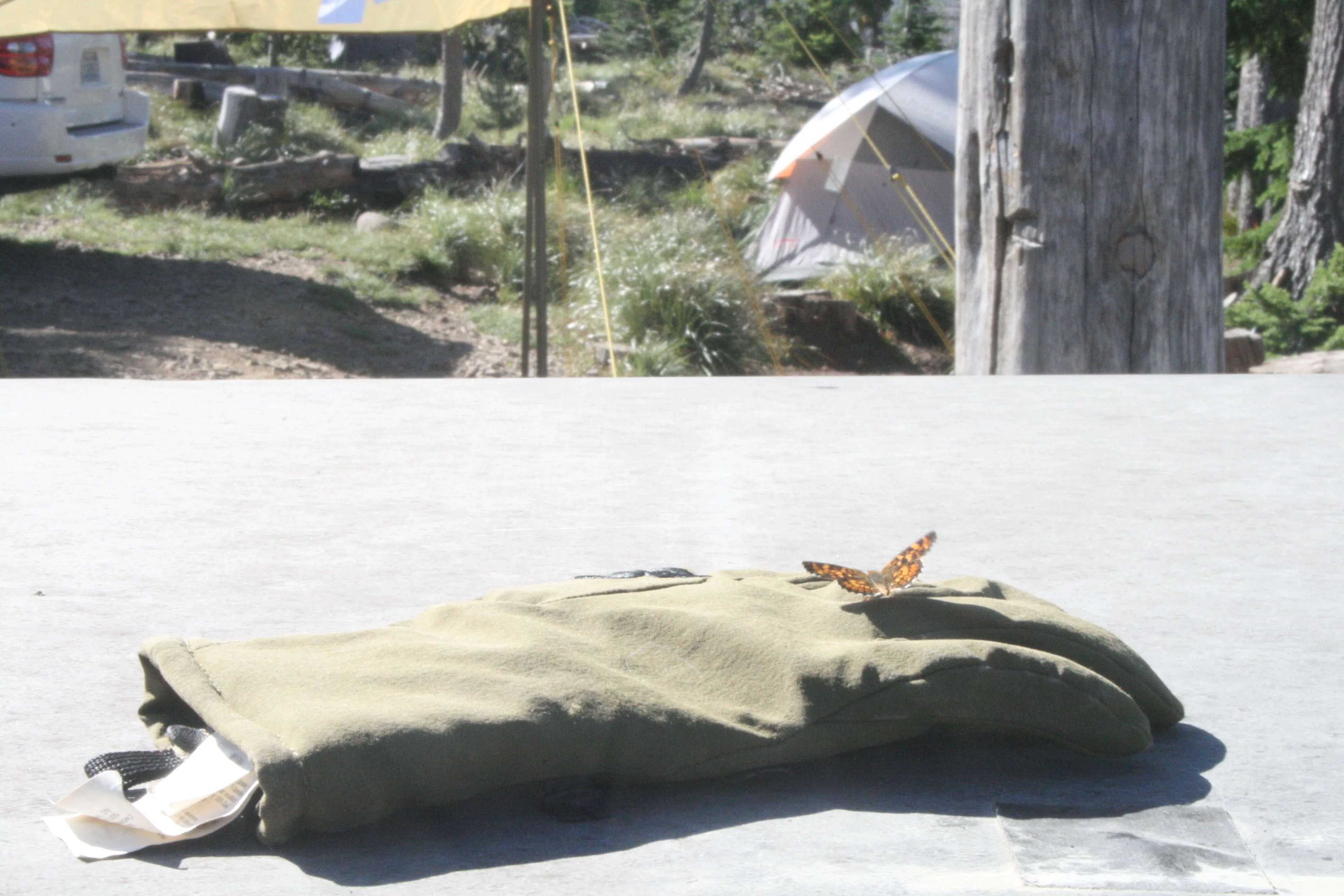 A butterfly landed on my glove at the campsite, a sign of good fortune