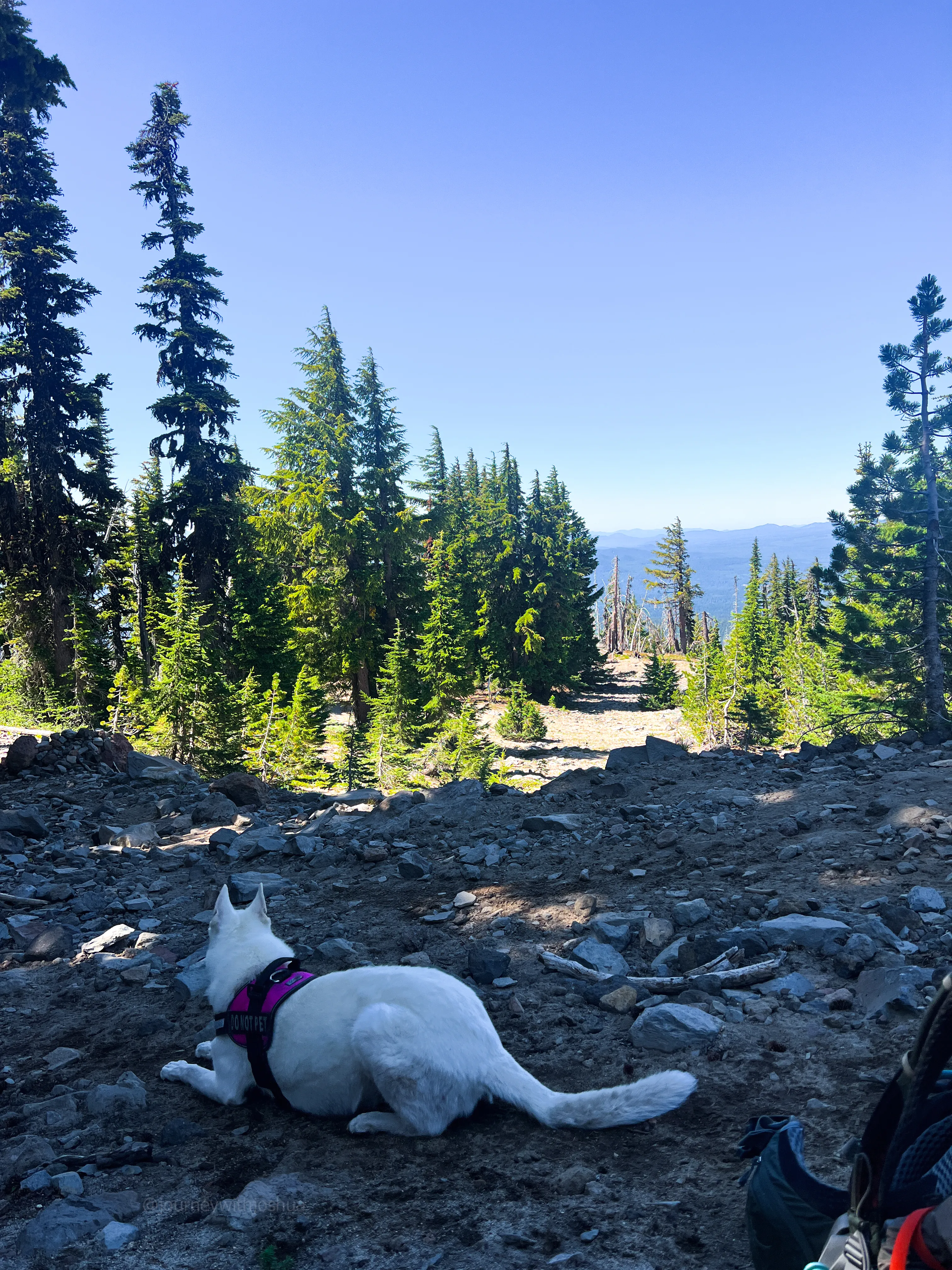 First break with Stella, just getting started on the Mount Adams trail