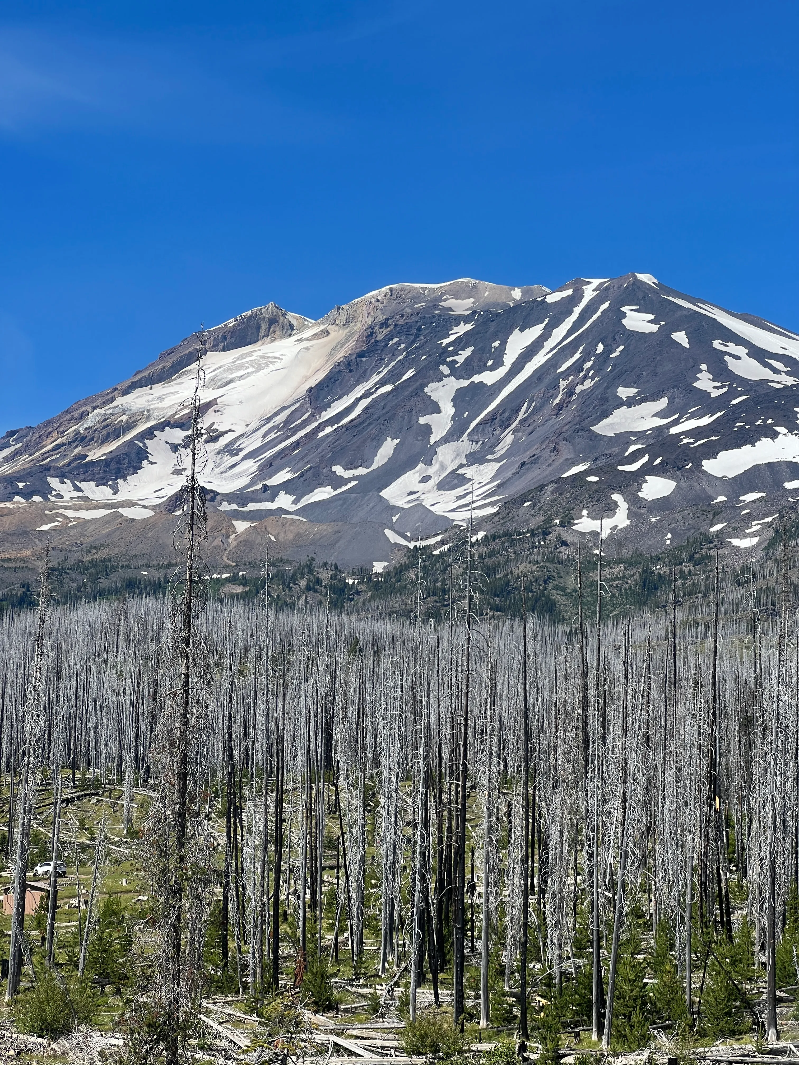 One last look at Mount Adams on the way out, framed by the burned forest