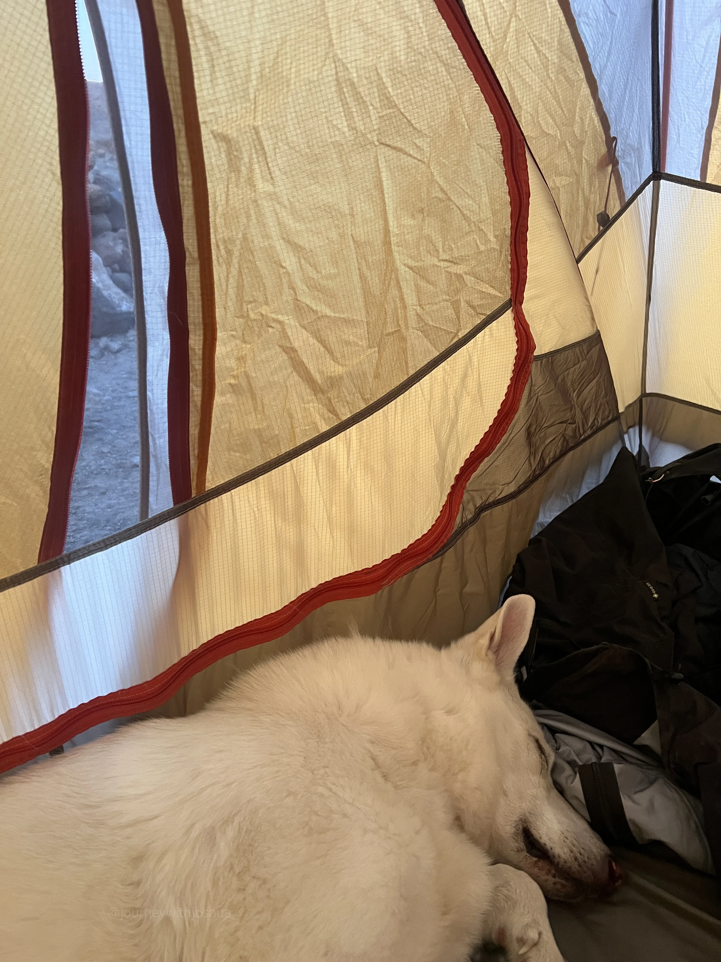 Sweet, perfect Stella asleep before our summit push