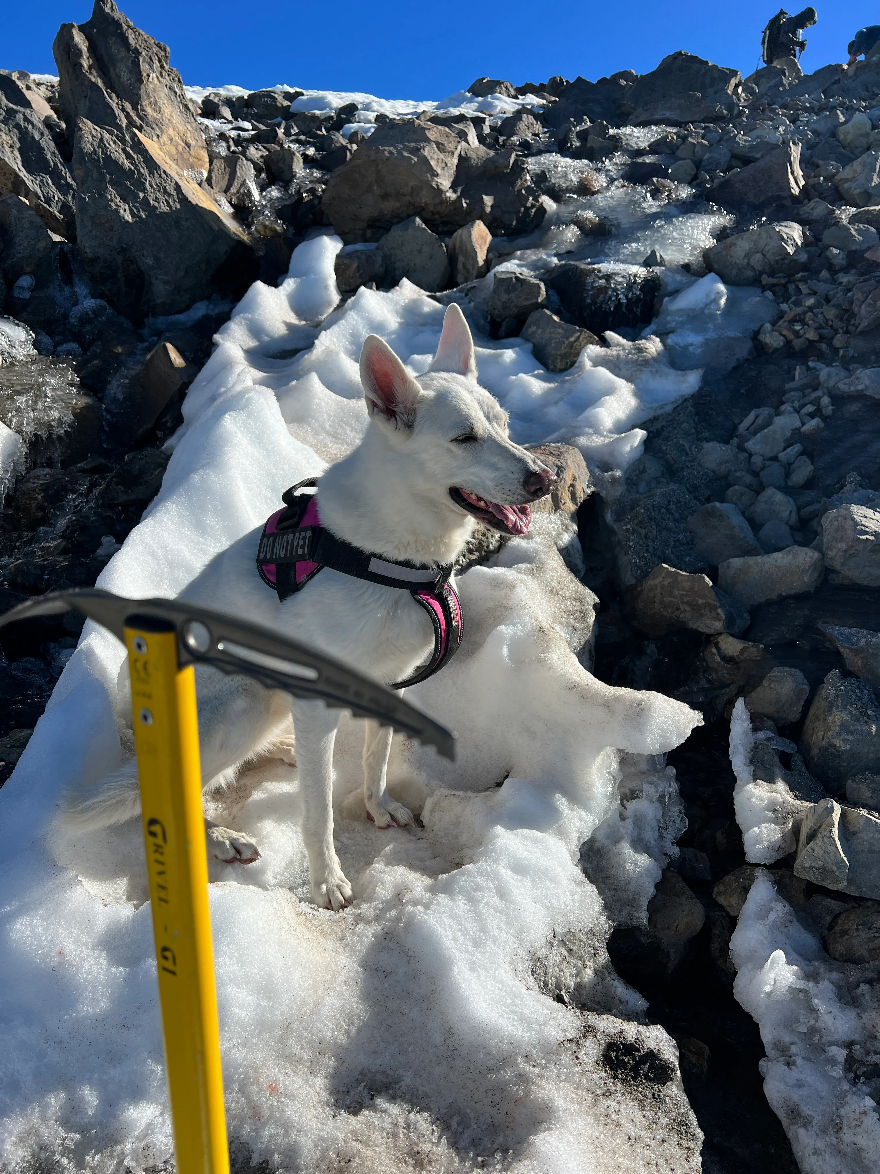 Stella staying cool near the summit of Mount Adams, still smiling