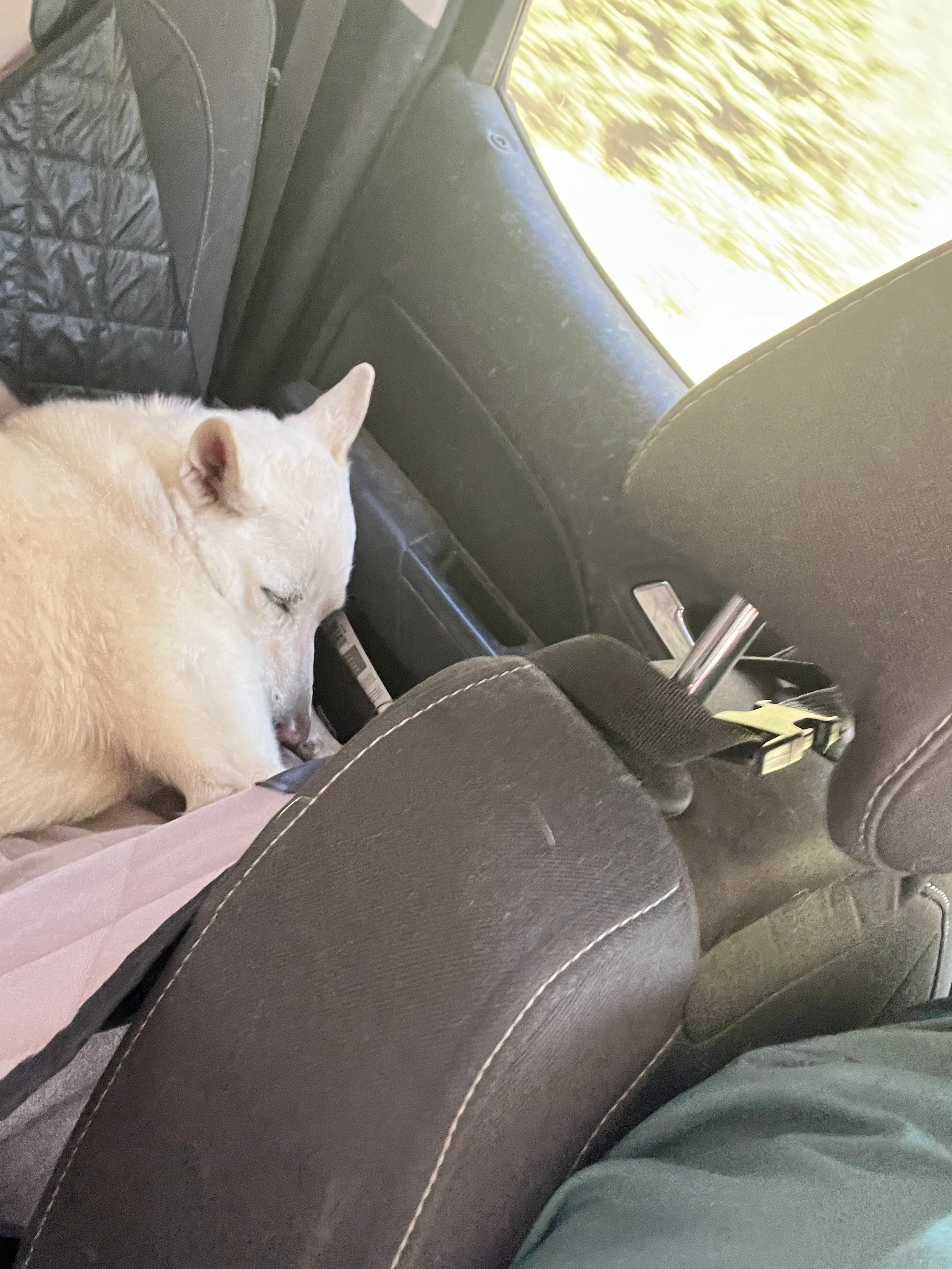 Stella fast asleep on the ride home from Mount Adams