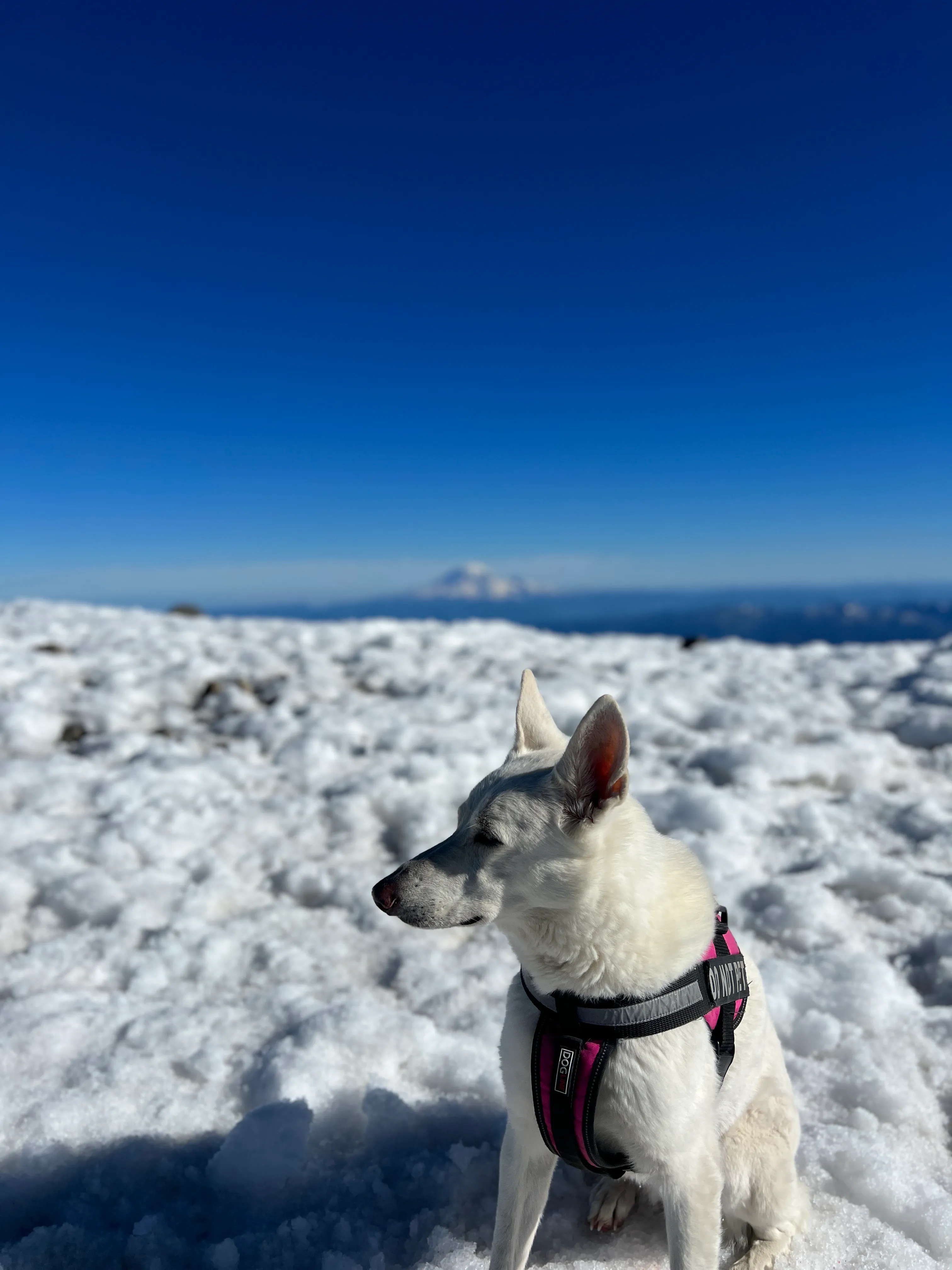 Stella taking it all in at the summit, ready to descend