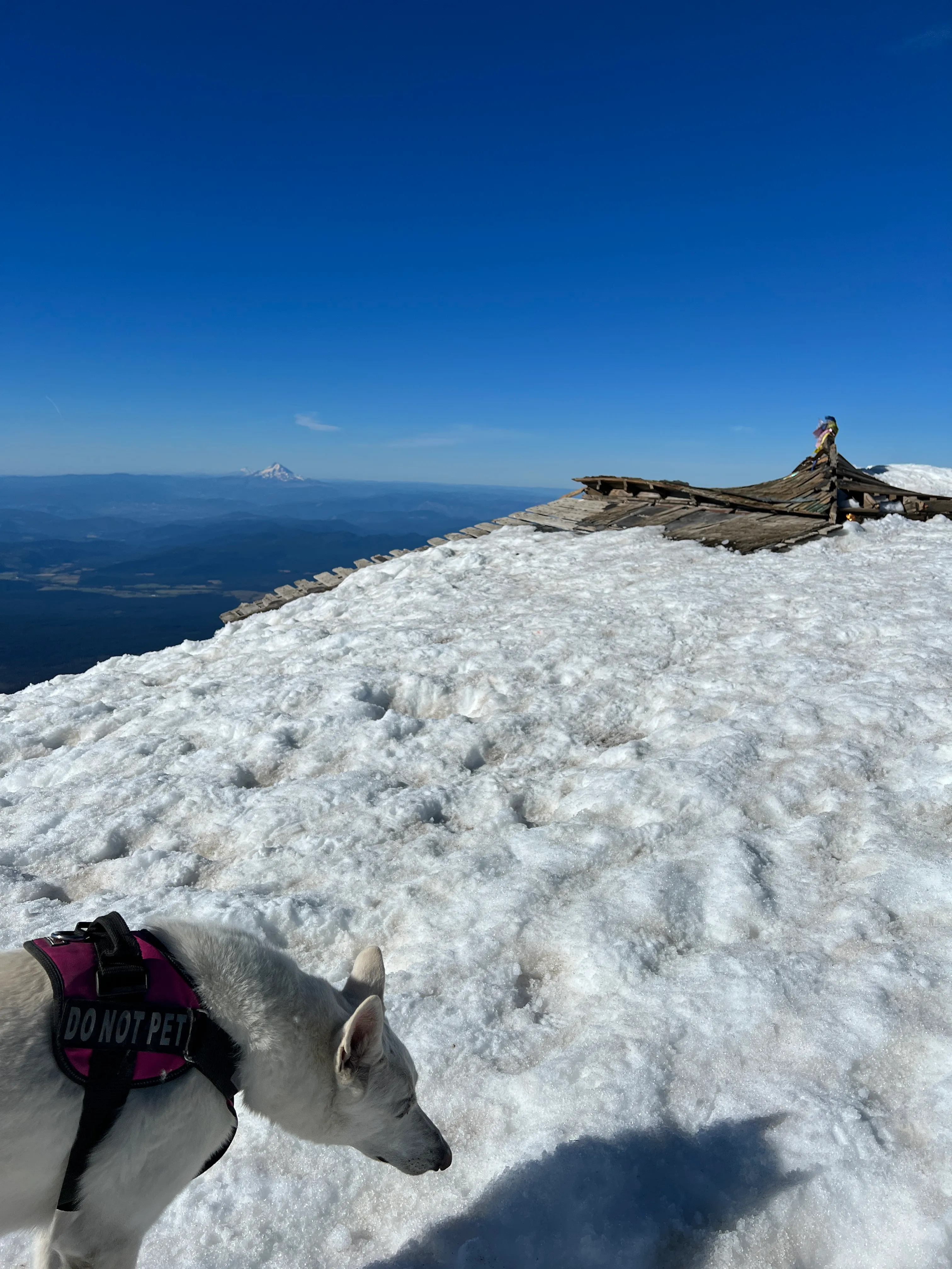 Stella claims the true summit of Mount Adams