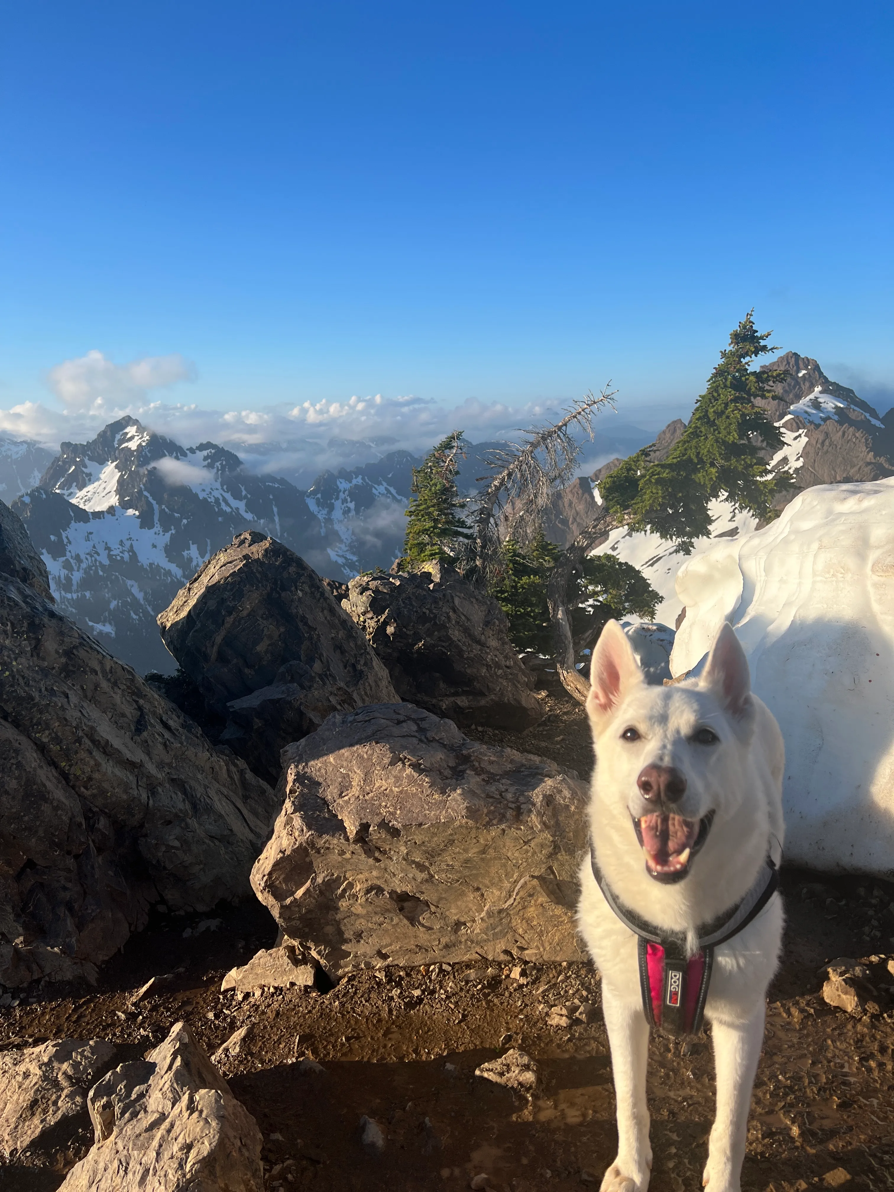 The happiest dog in the Olympics on the summit