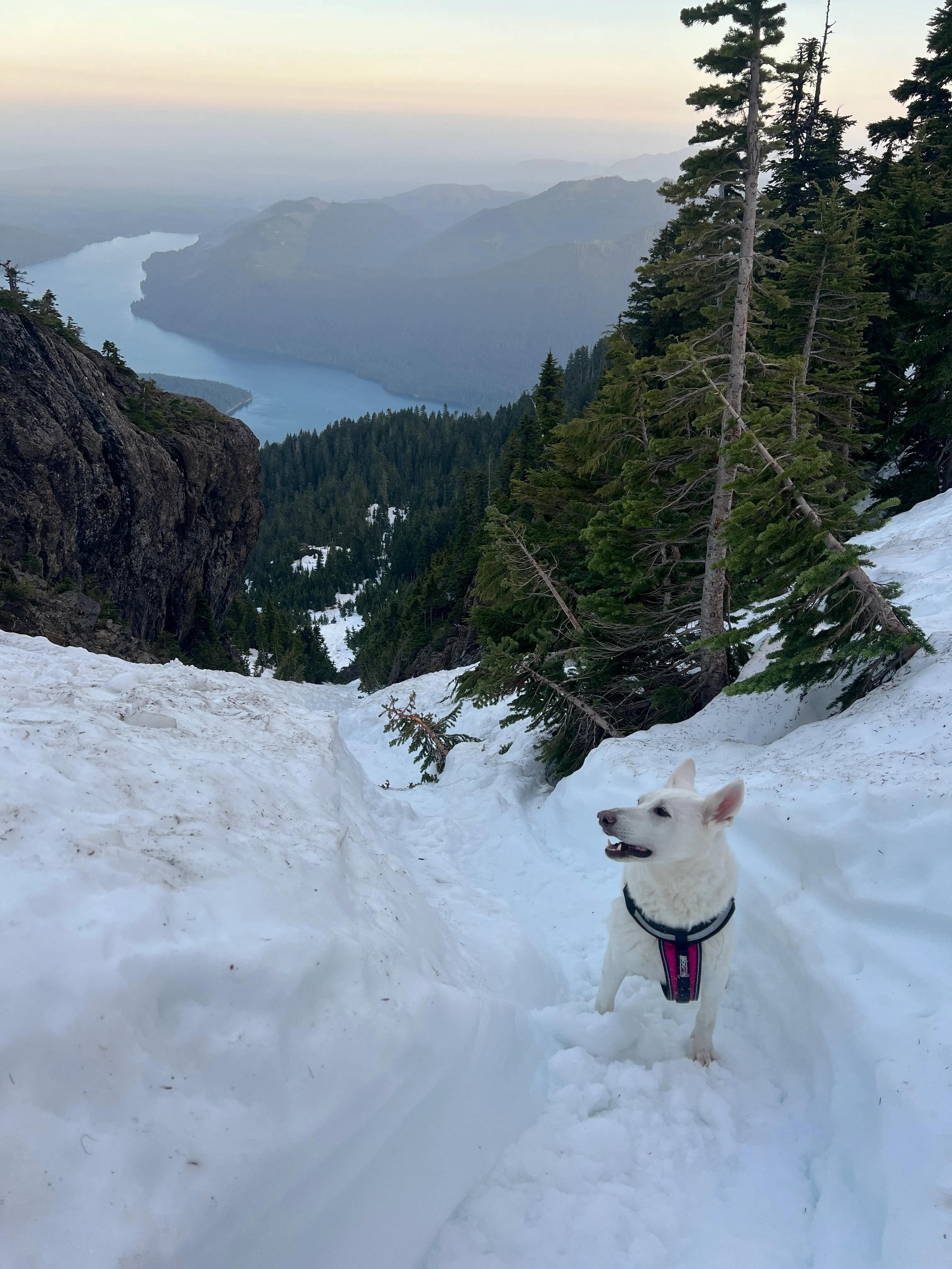 Stella leading up the snow on Mount Ellinor