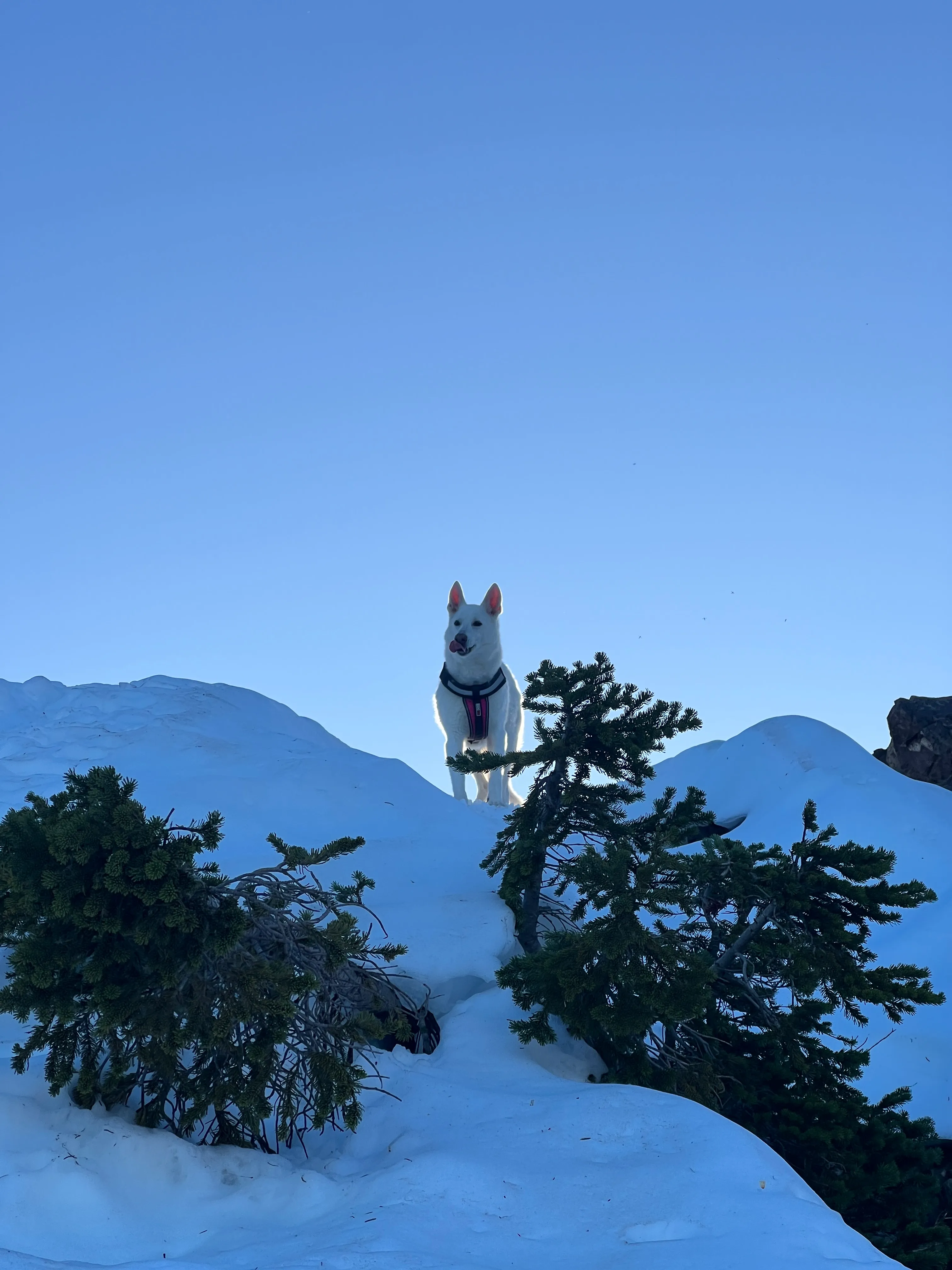 Stella waiting up the slope for her humans