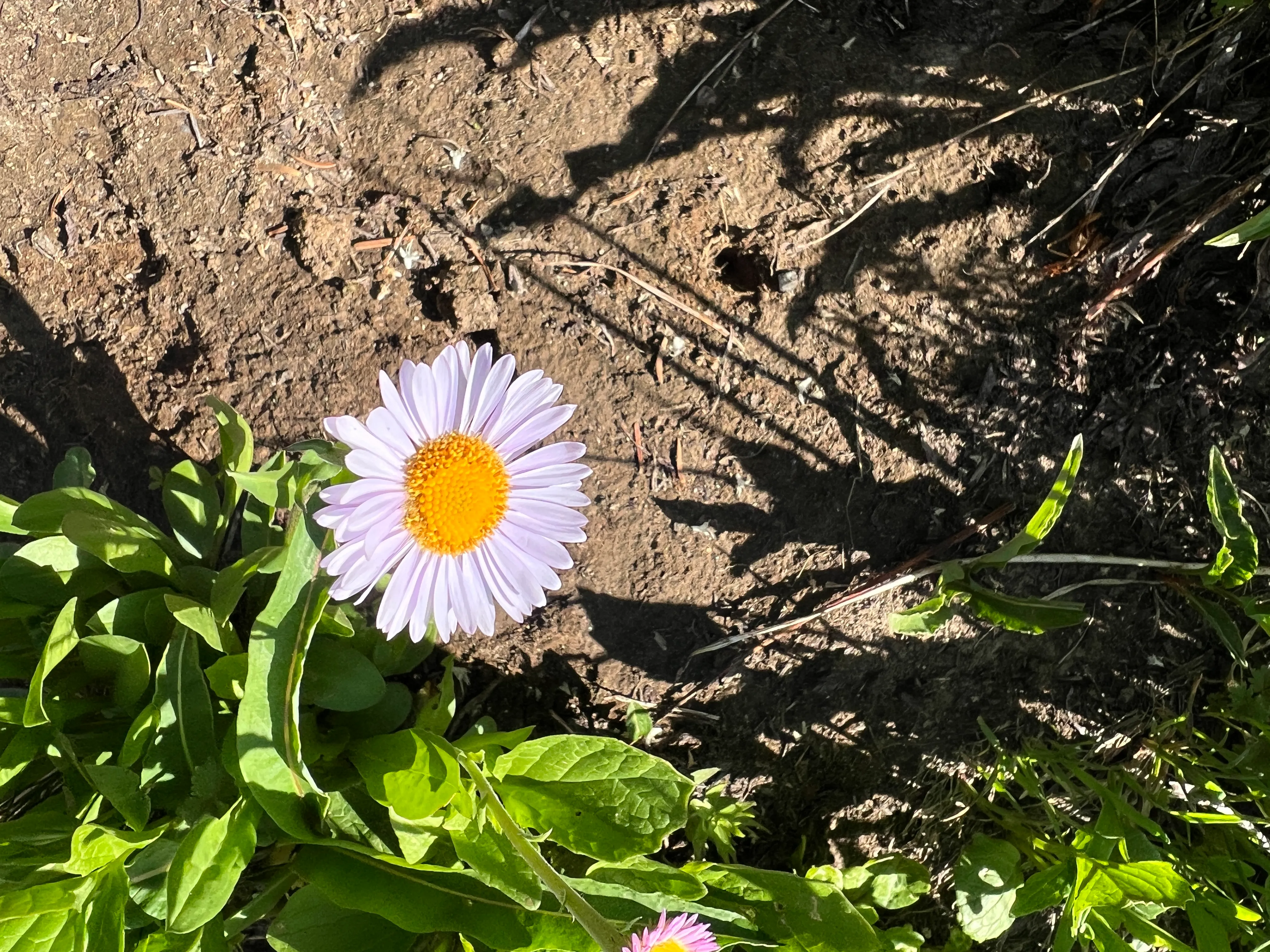 A wild alpine daisy-looking wildflower along the trail