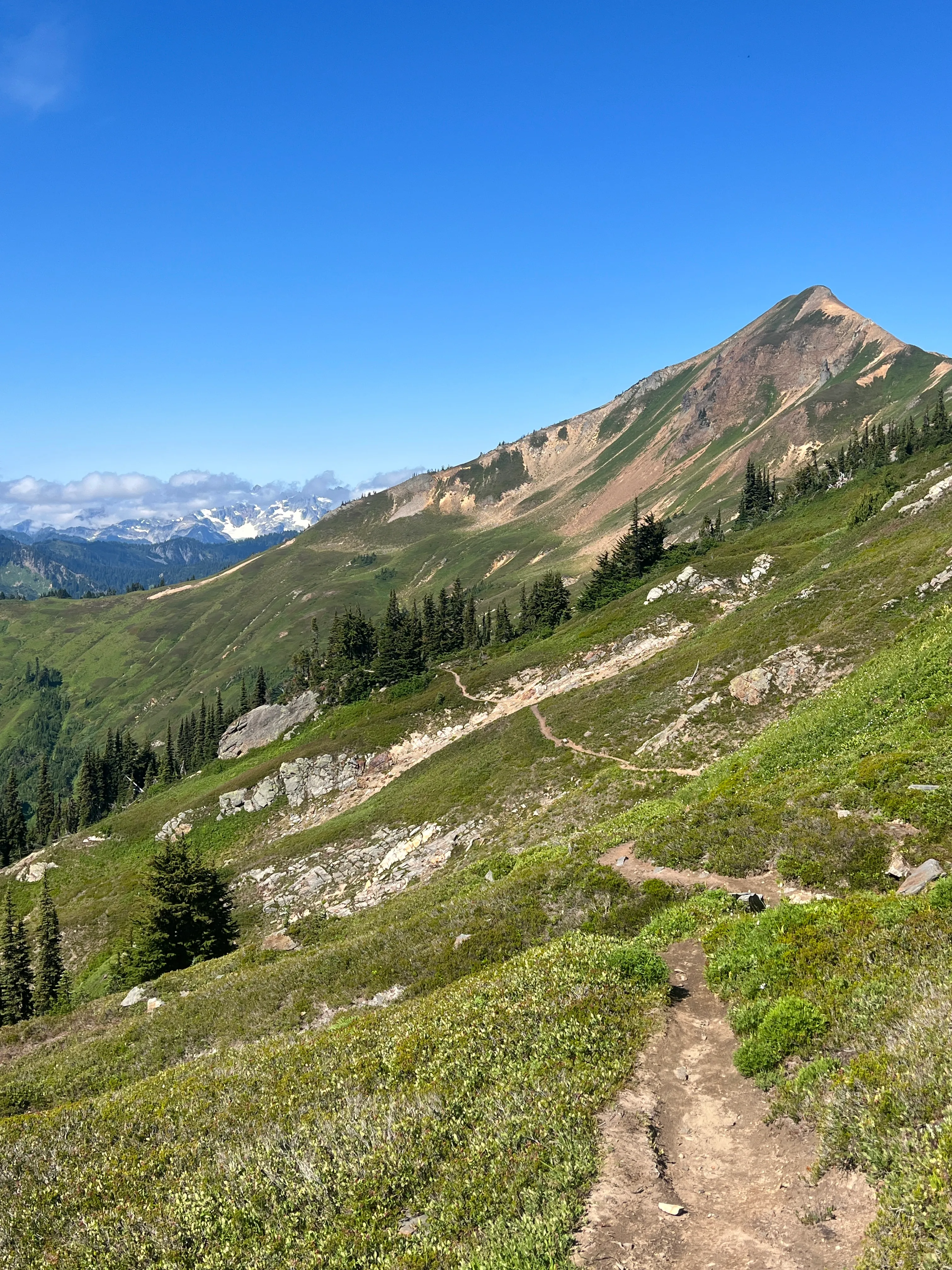 More of the single-track PCT along the ridge toward White Pass