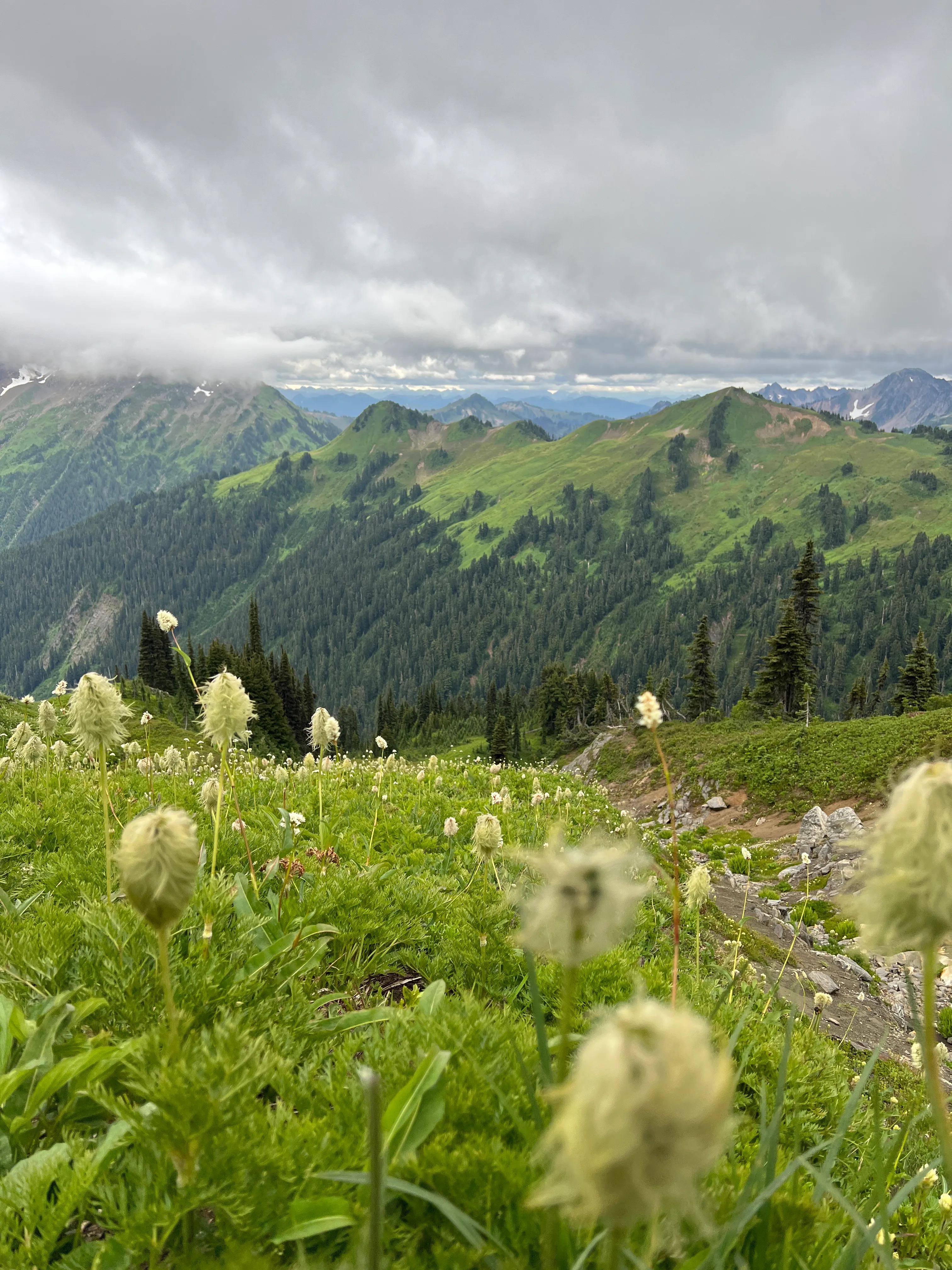 Subalpine meadows along the PCT, thick with western pasqueflower seed heads