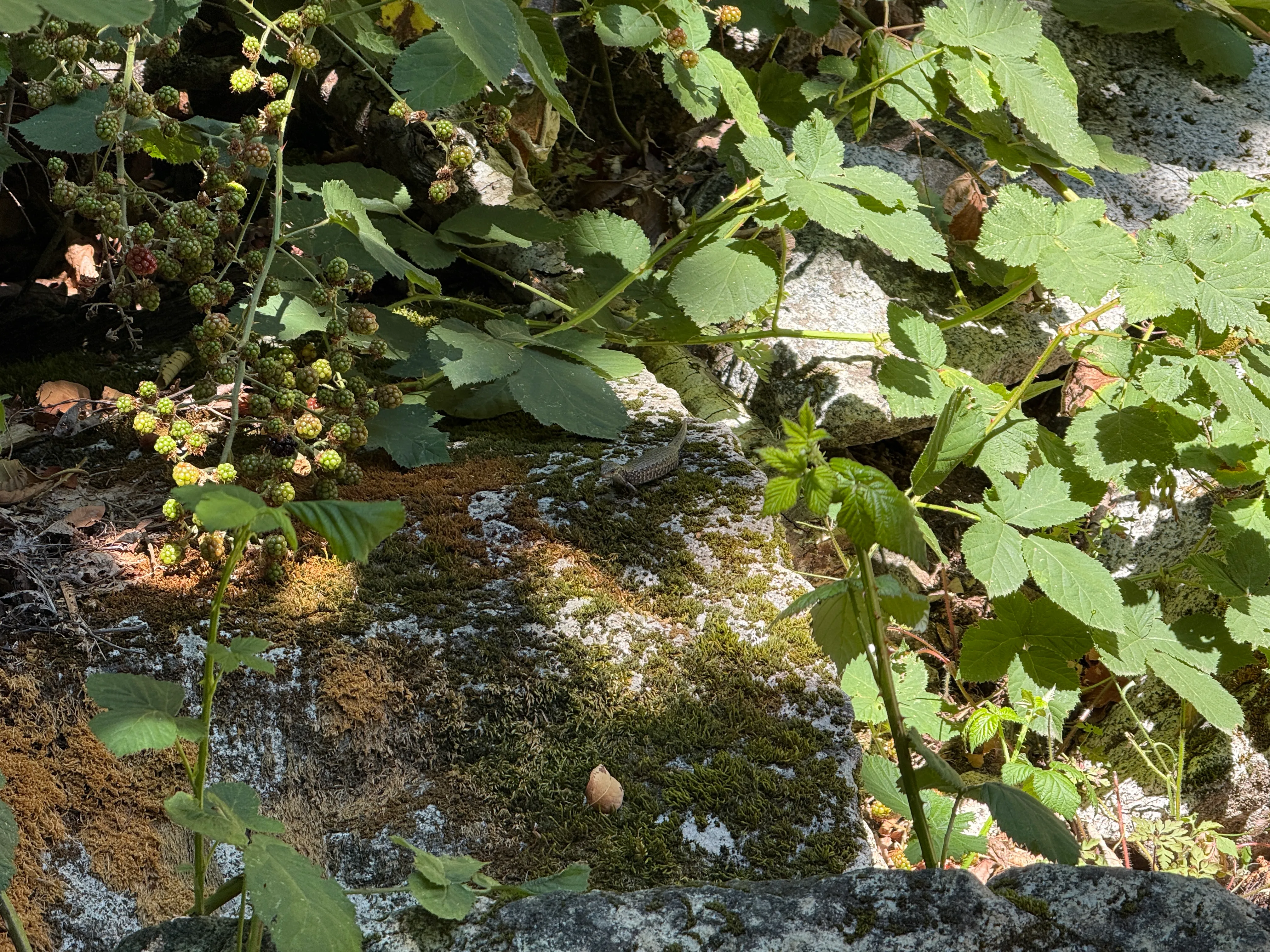 A lizard at the base of Great Northern Slab
