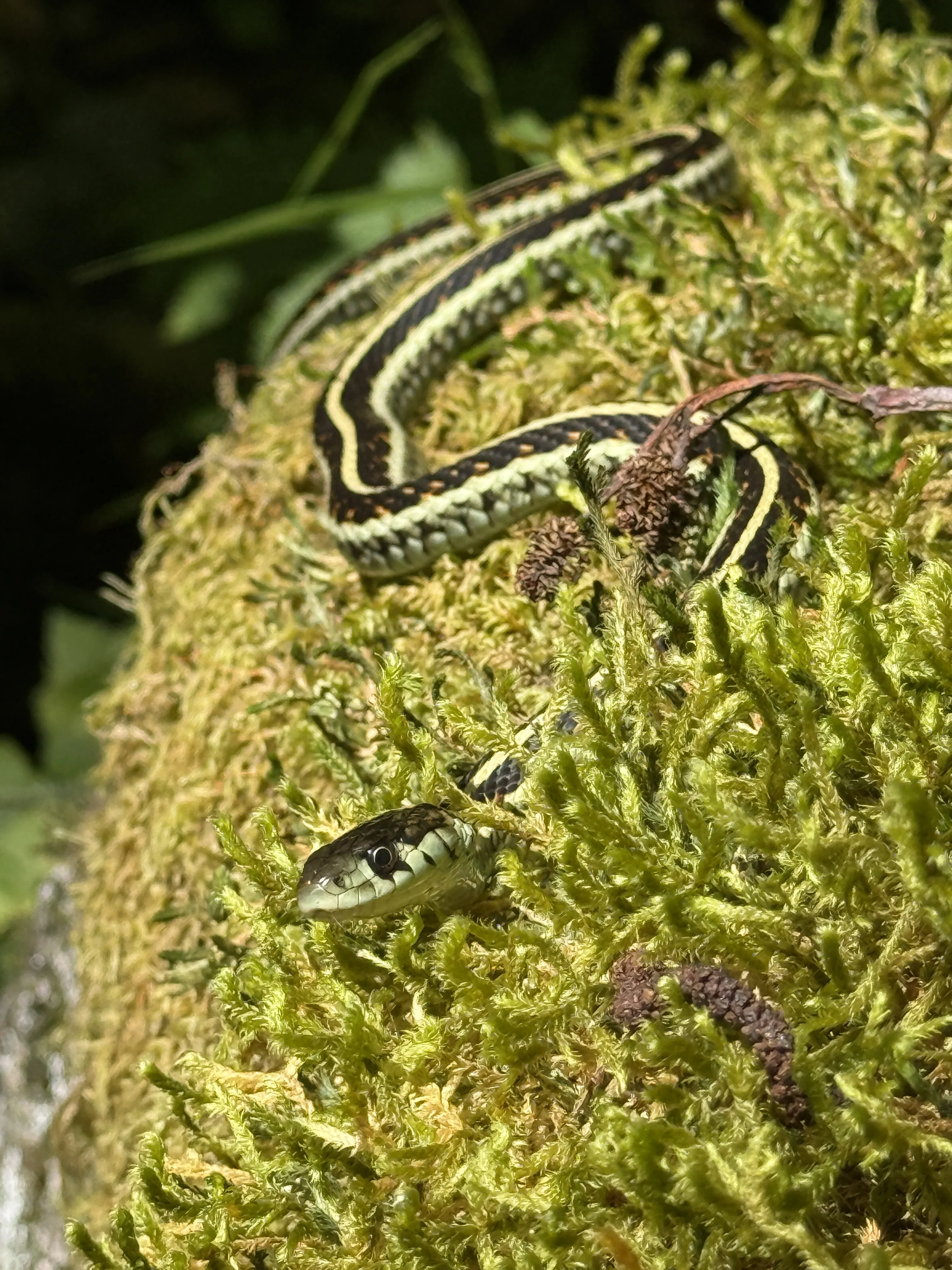 A snake near the base of Al's Armed Response
