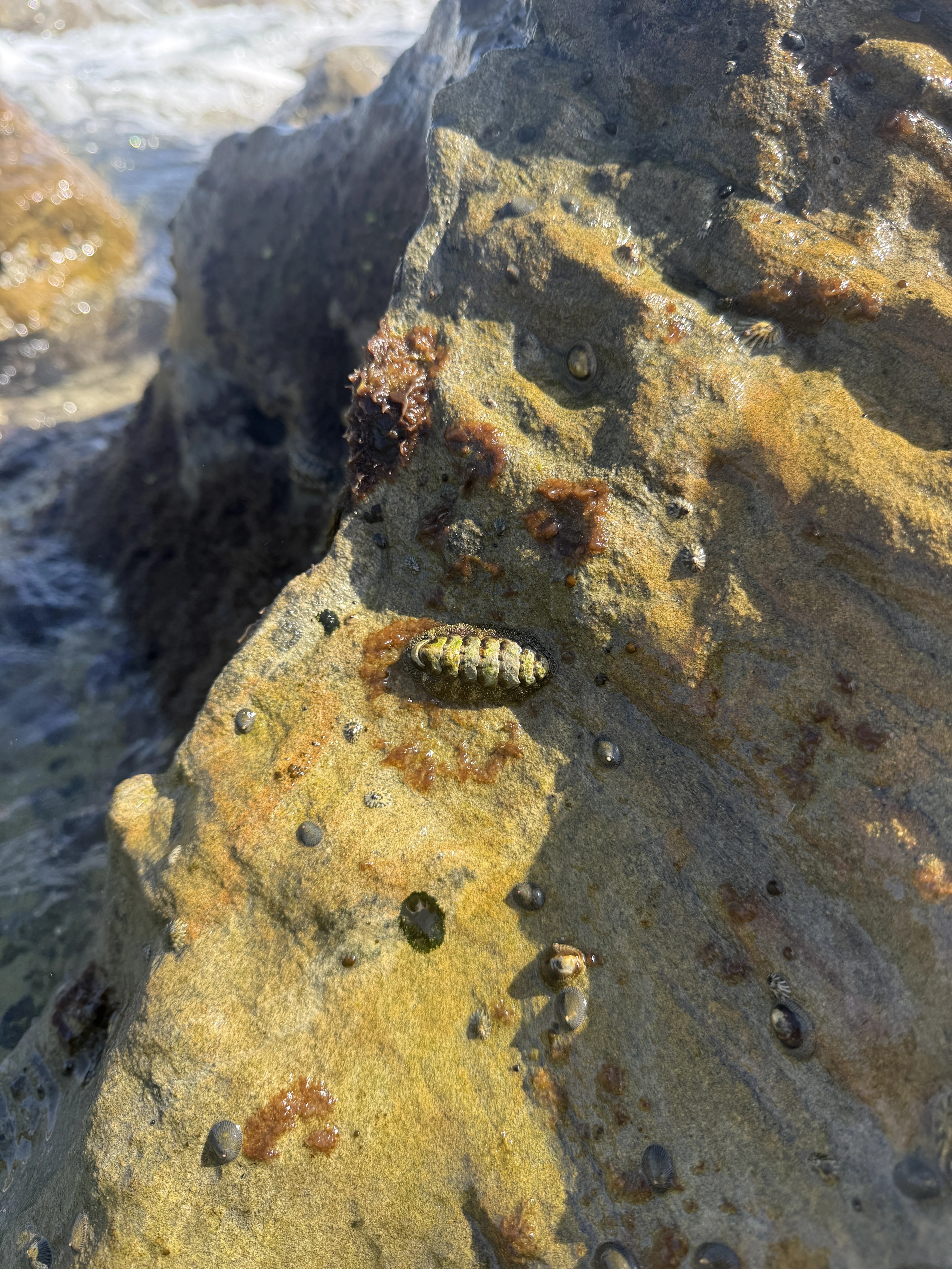 A chiton spotted in the Laguna Beach tidepools.