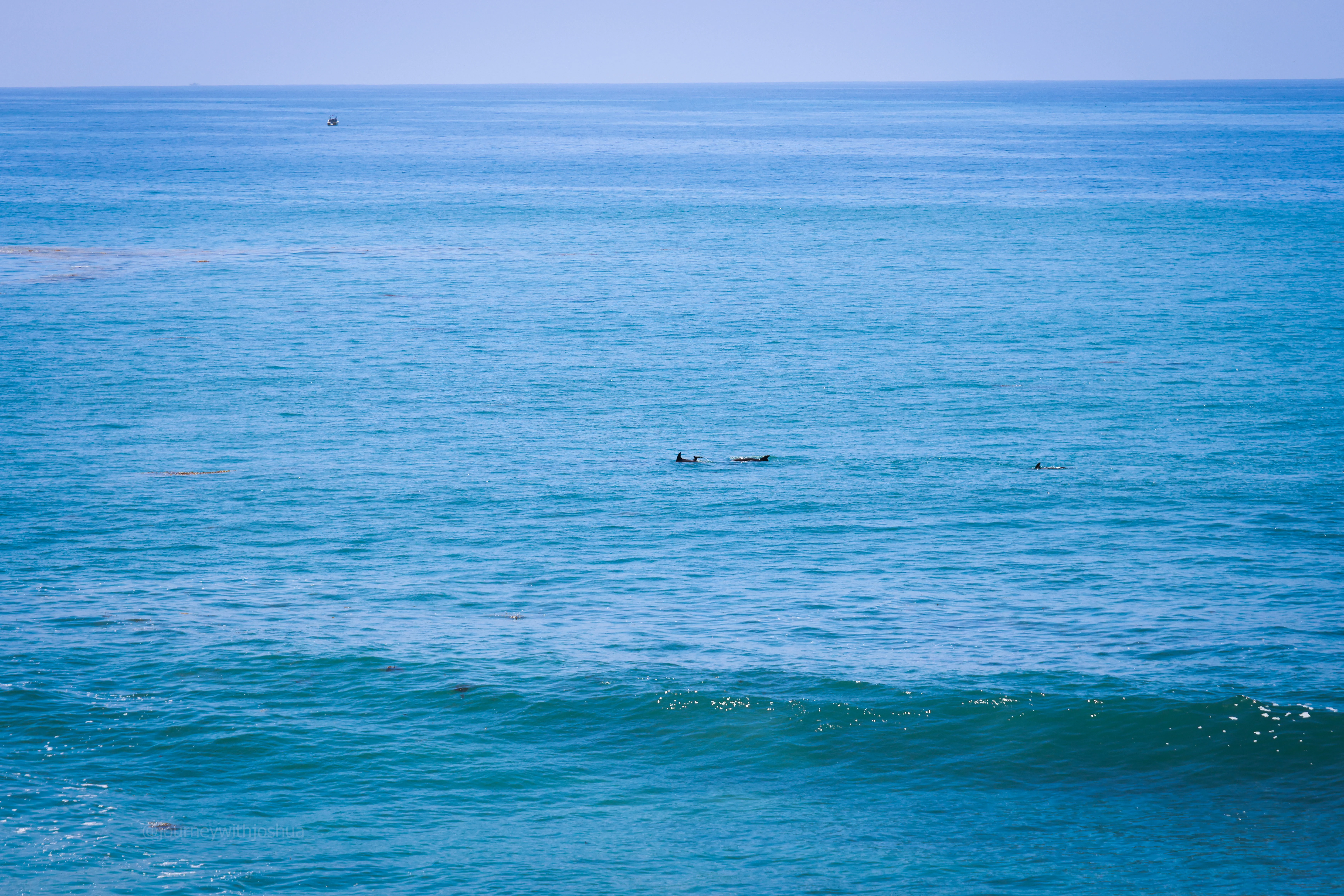 A pod of dolphins cruising the surf line at Laguna Beach.