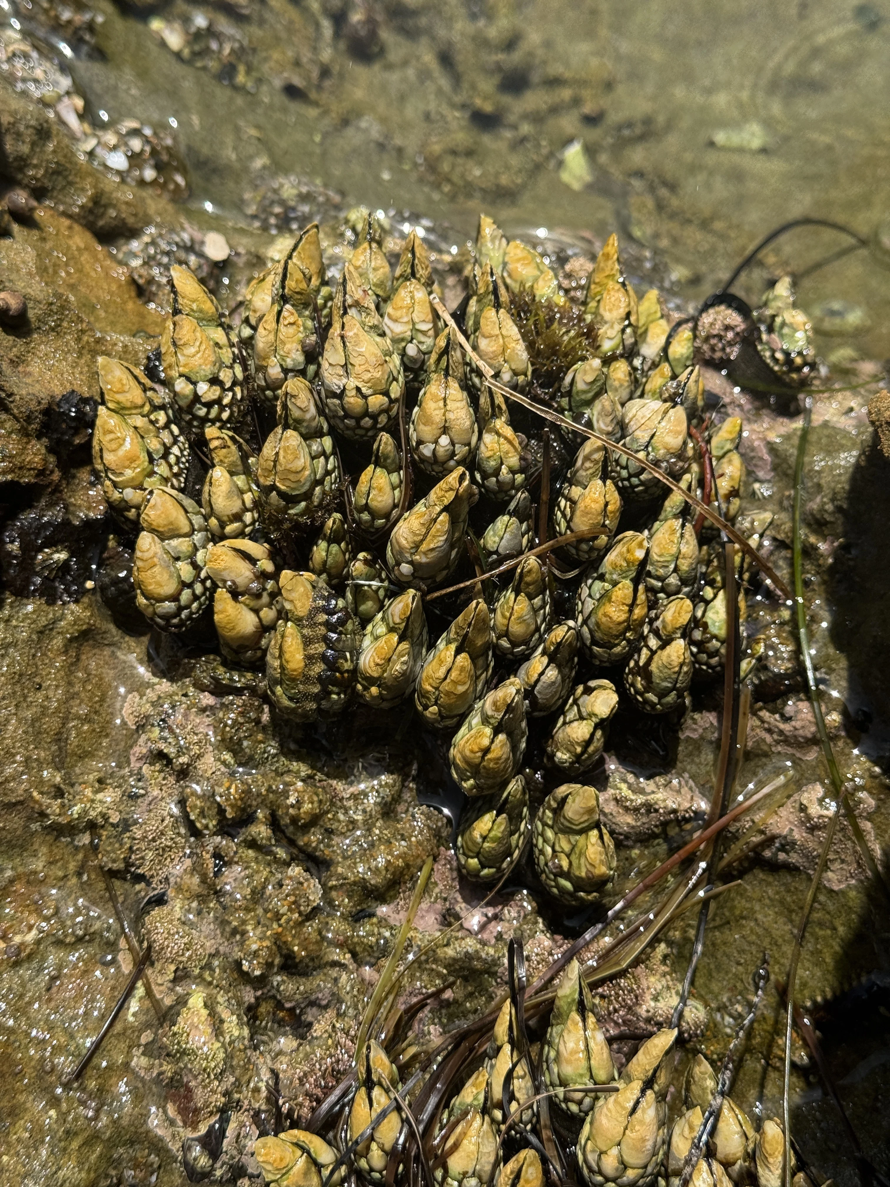 Gooseneck barnacles packed into the surf zone at Laguna Beach.