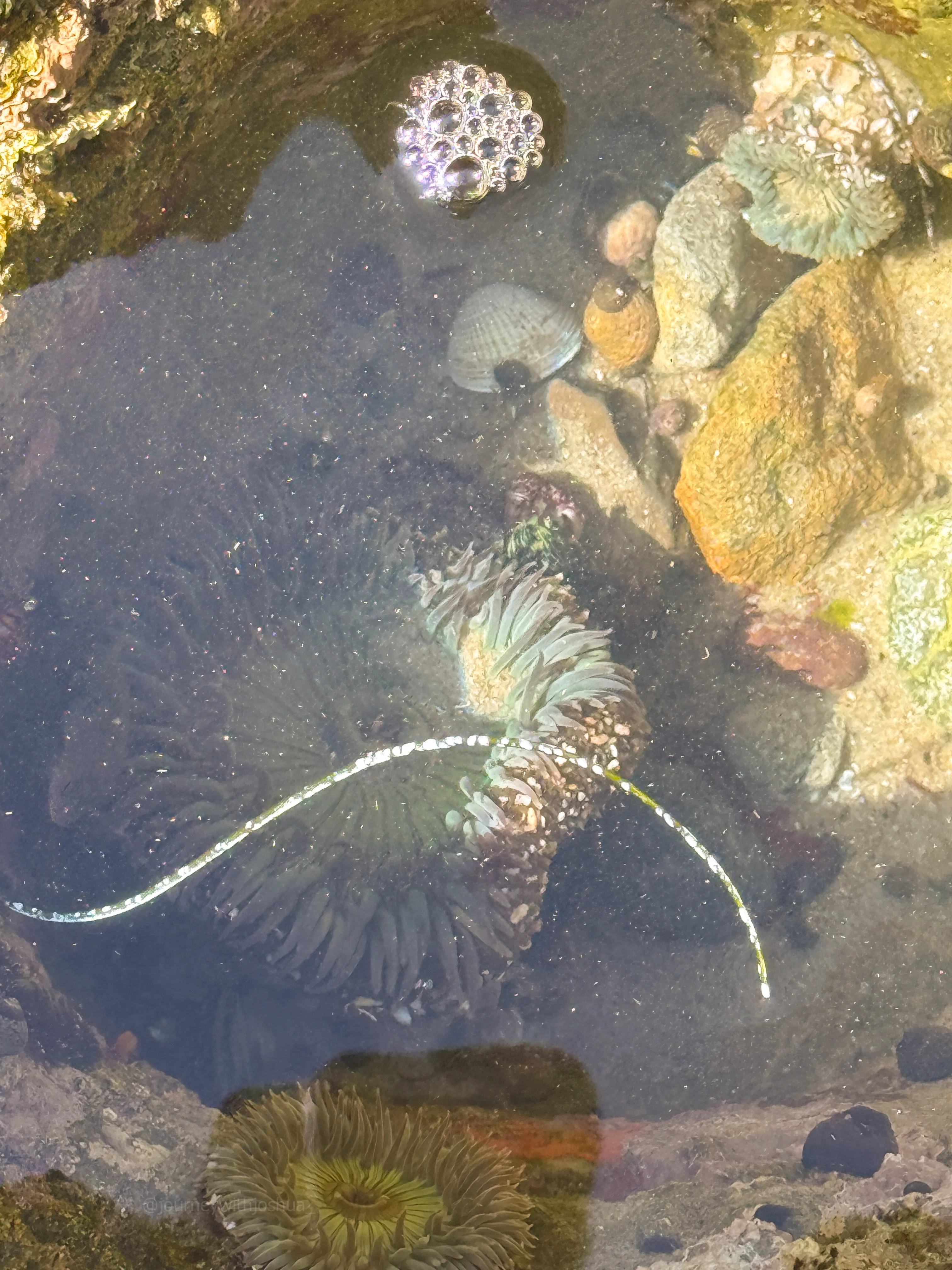 Sea anemones, limpets, and snails in a Laguna Beach tidepool.