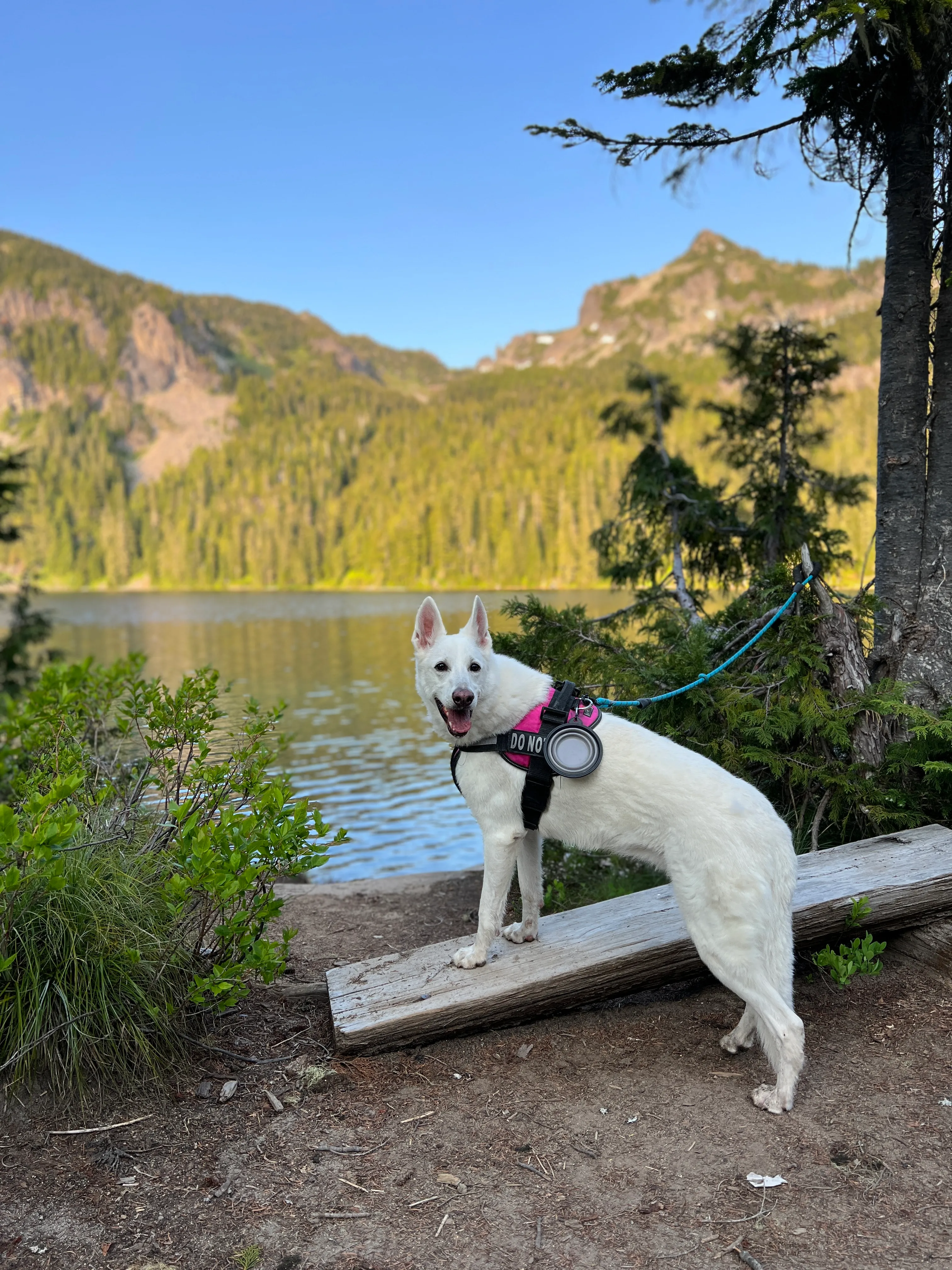 Stella, my girl, on another adventure