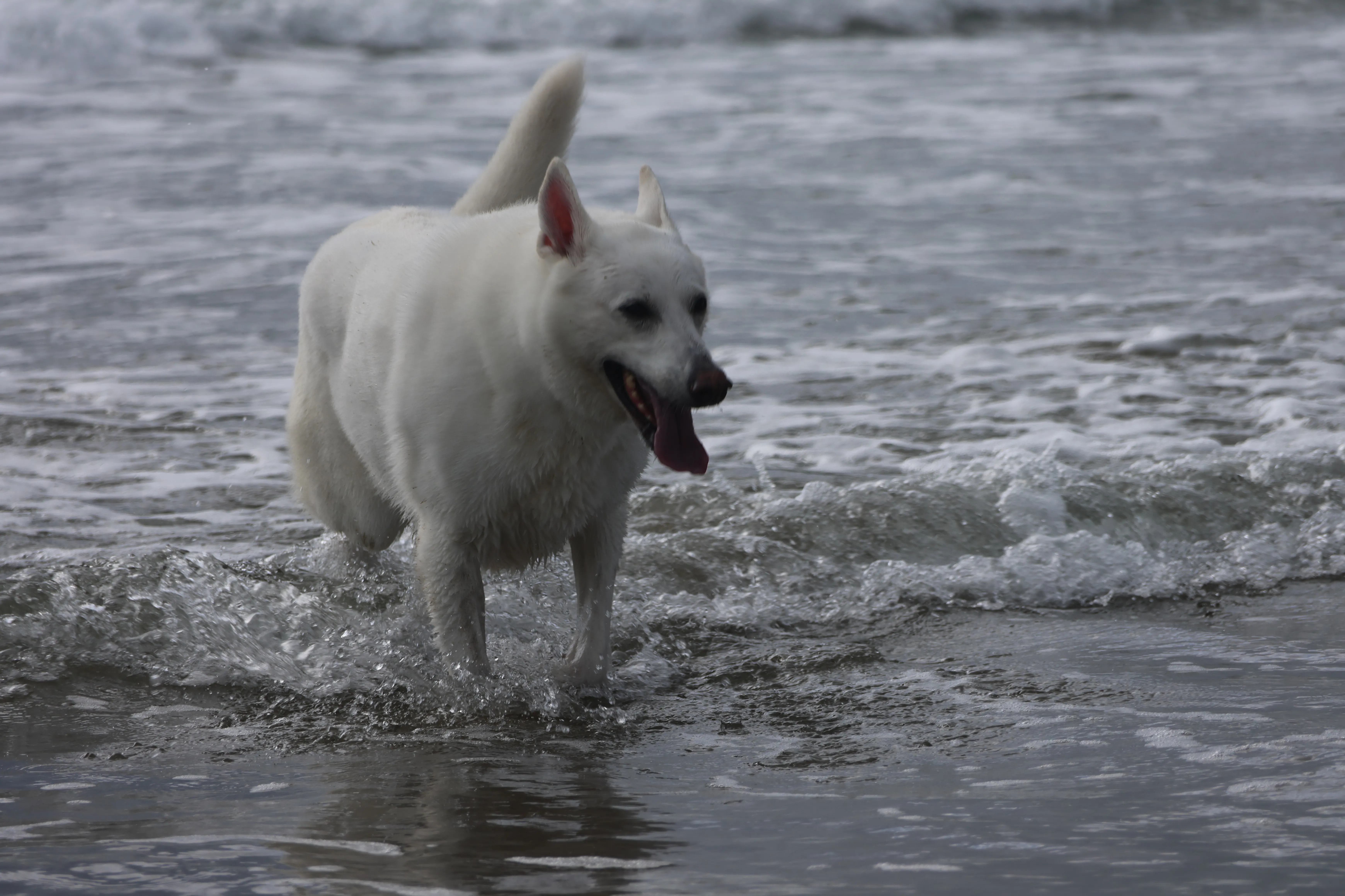 Stella, my late best friend, who I feel with me on every adventure