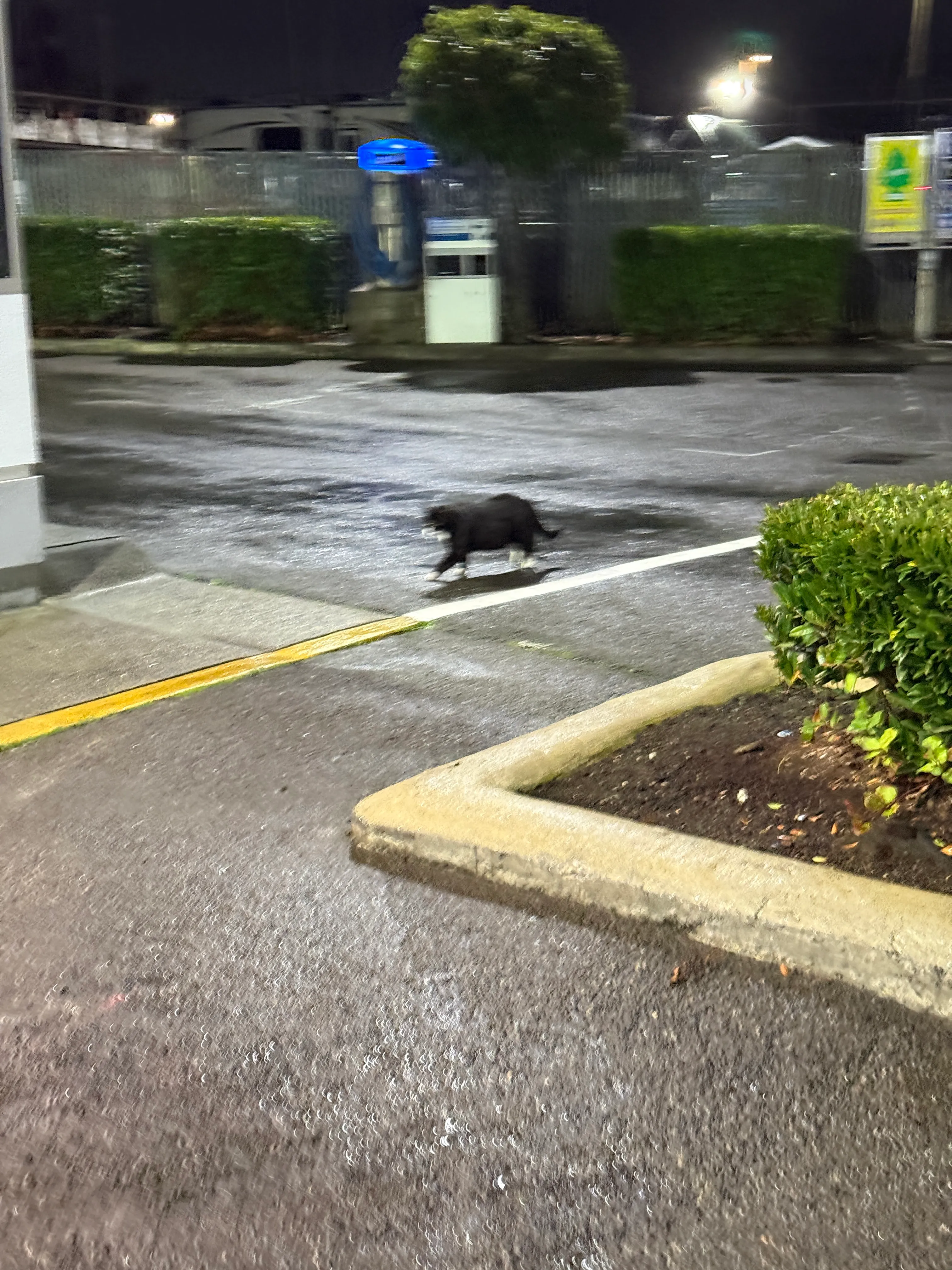 Blurry snapshot of the black cat at the gas station