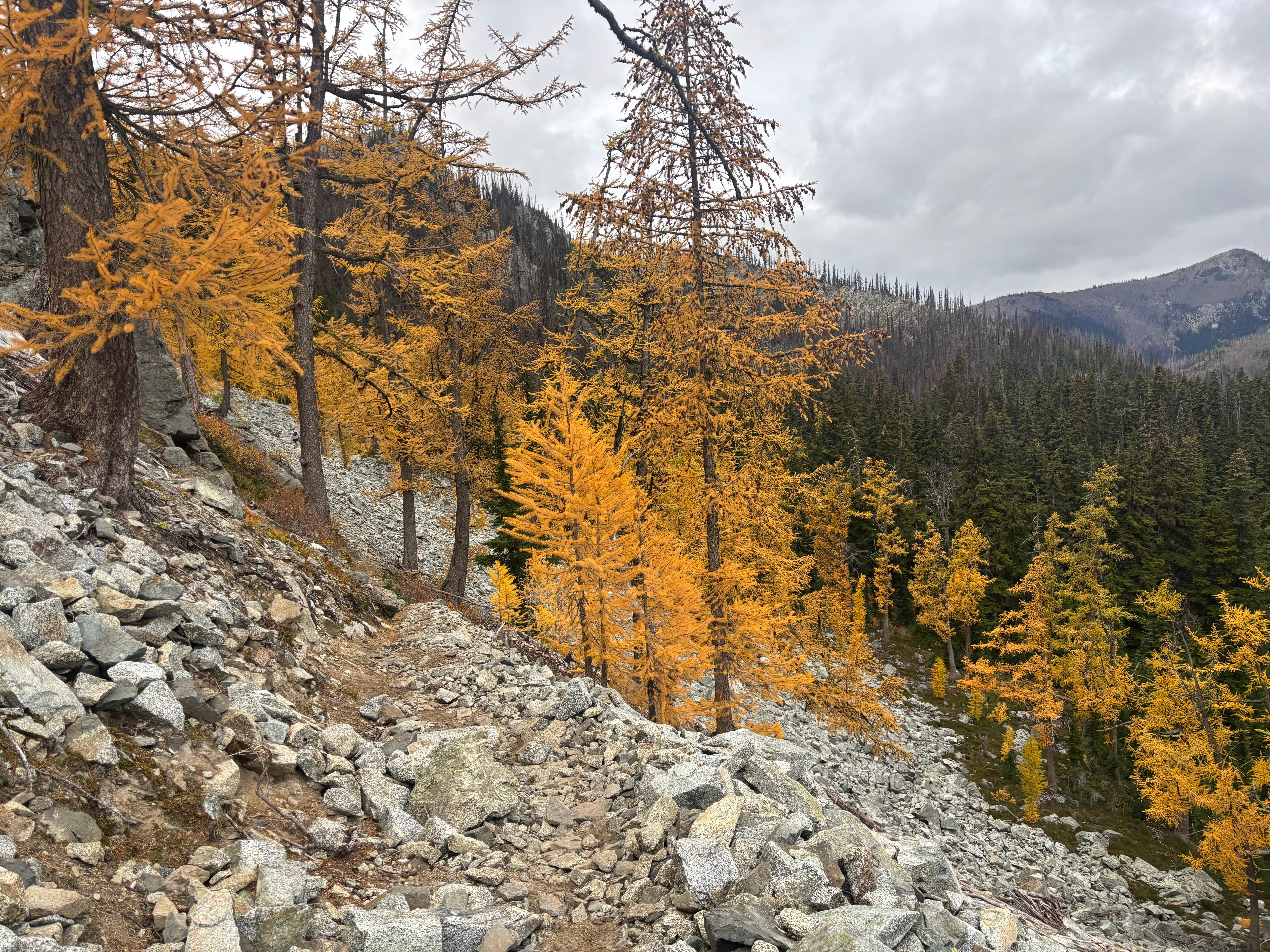 Larches and scree along the high ridge