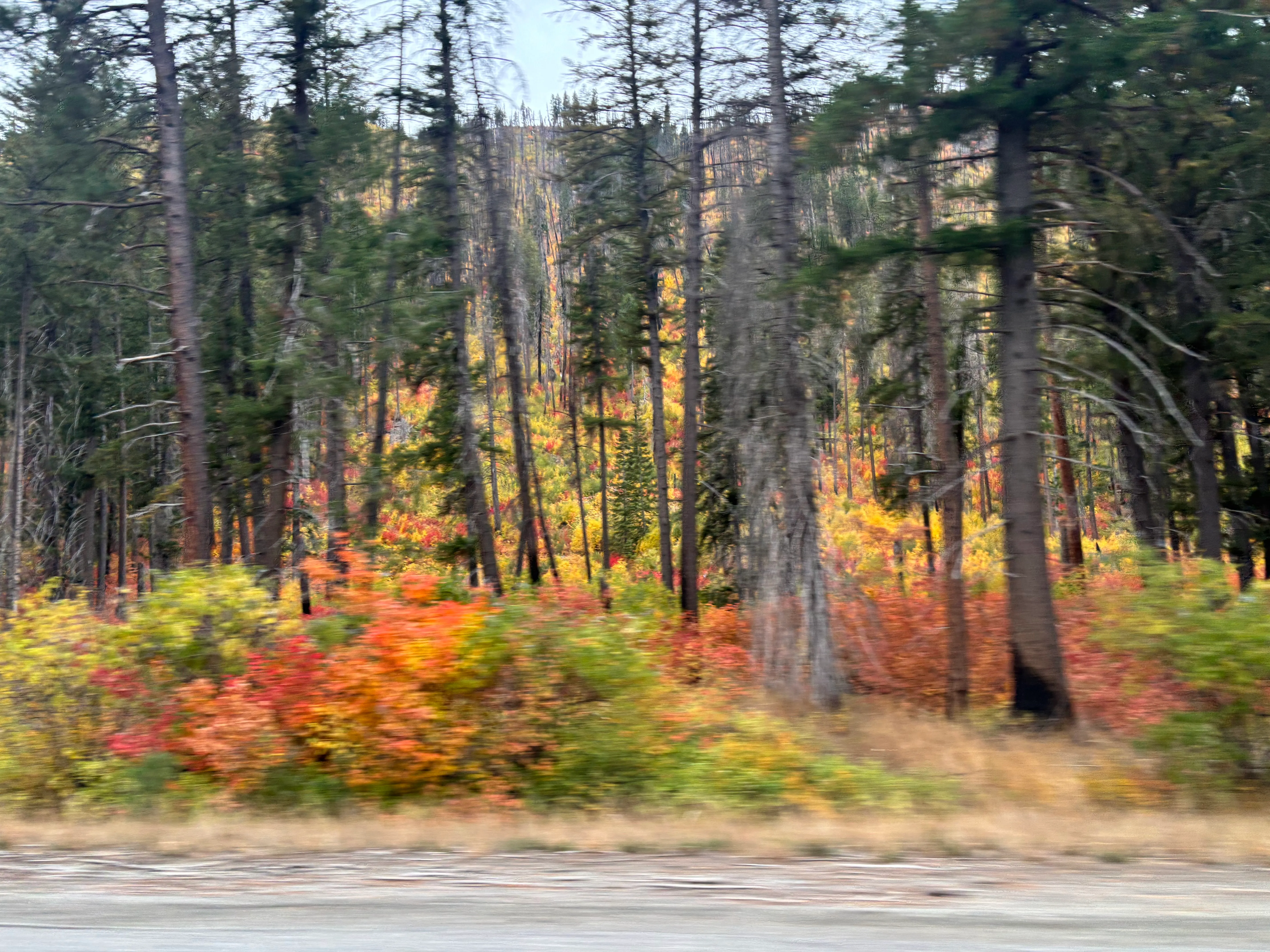 Beautiful fall meadow colors along the course