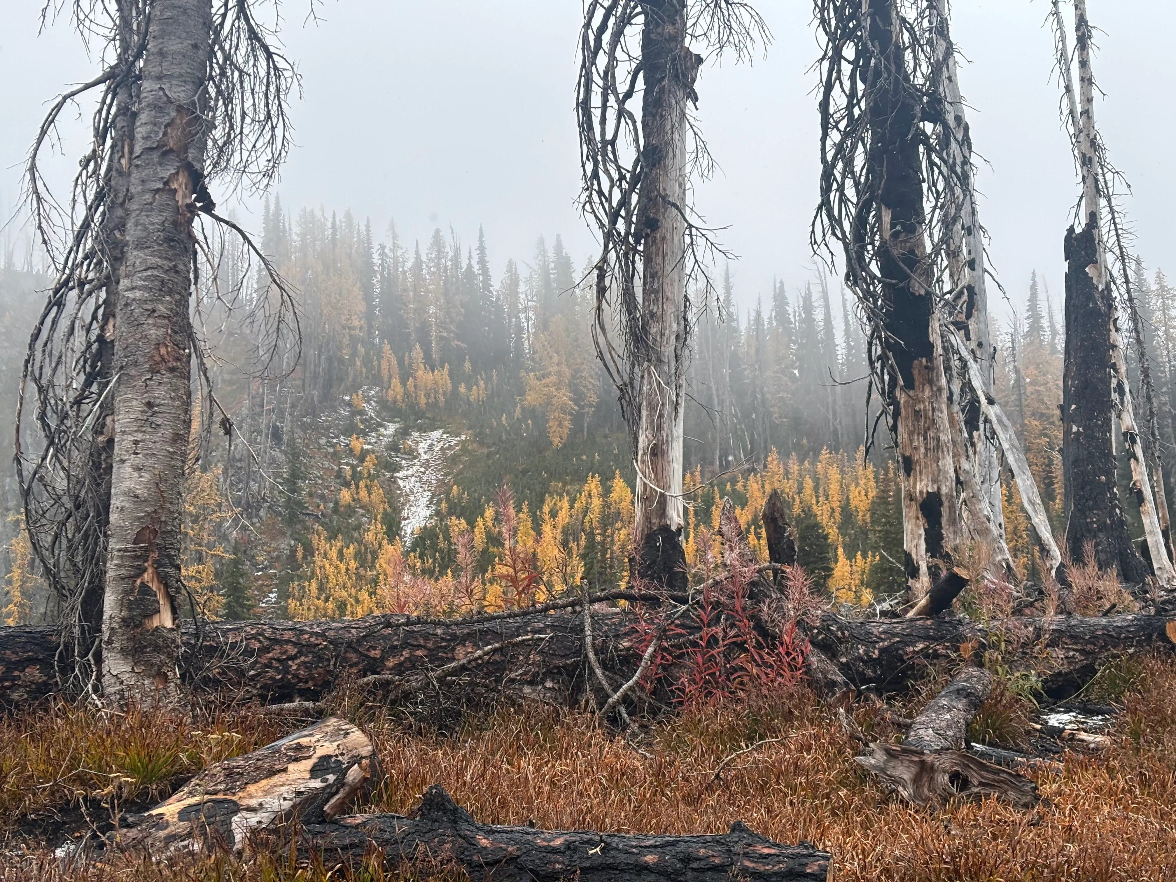 Wildfire aftermath with new growth coming back