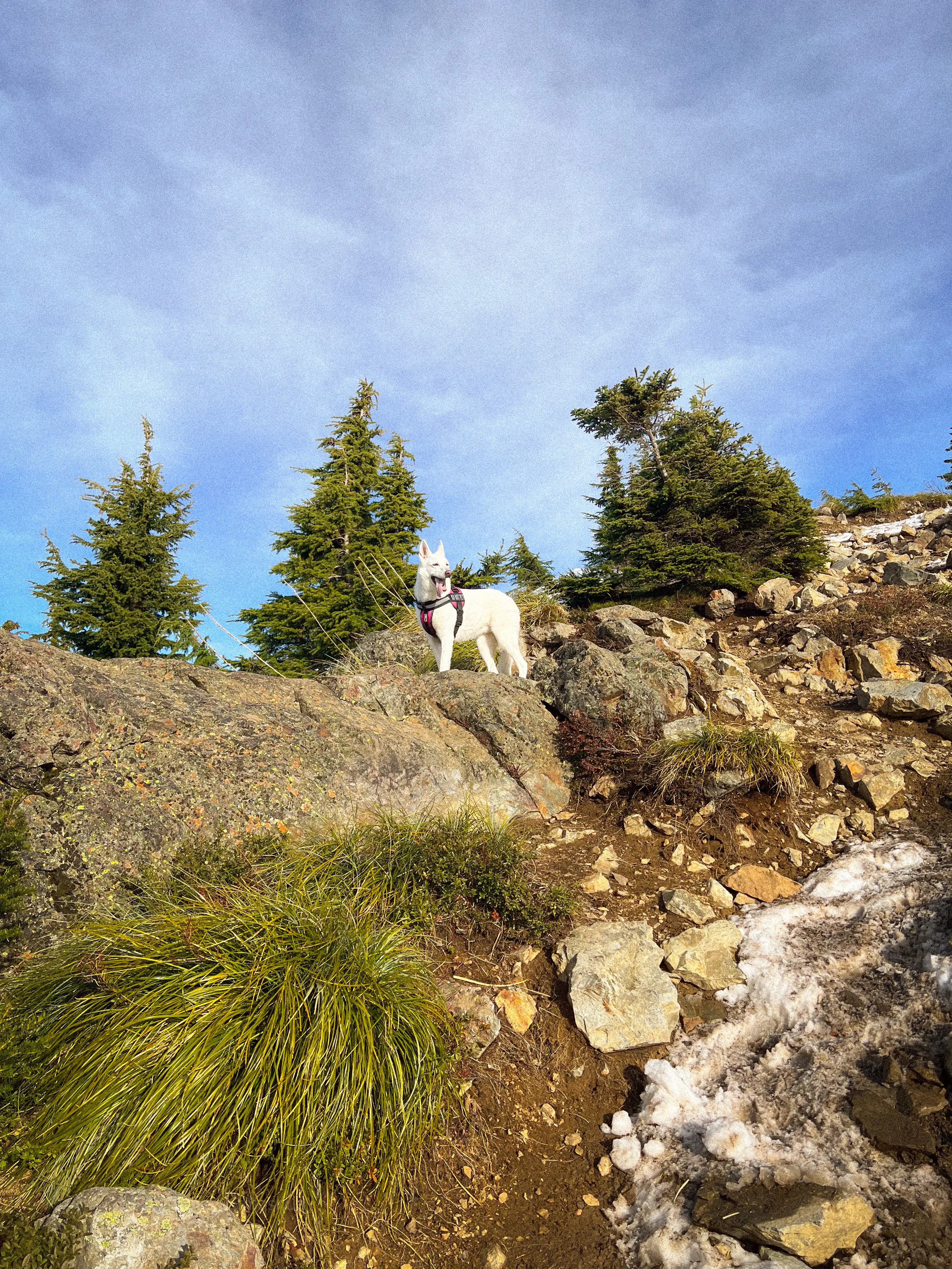 Stella at the Mailbox Peak summit