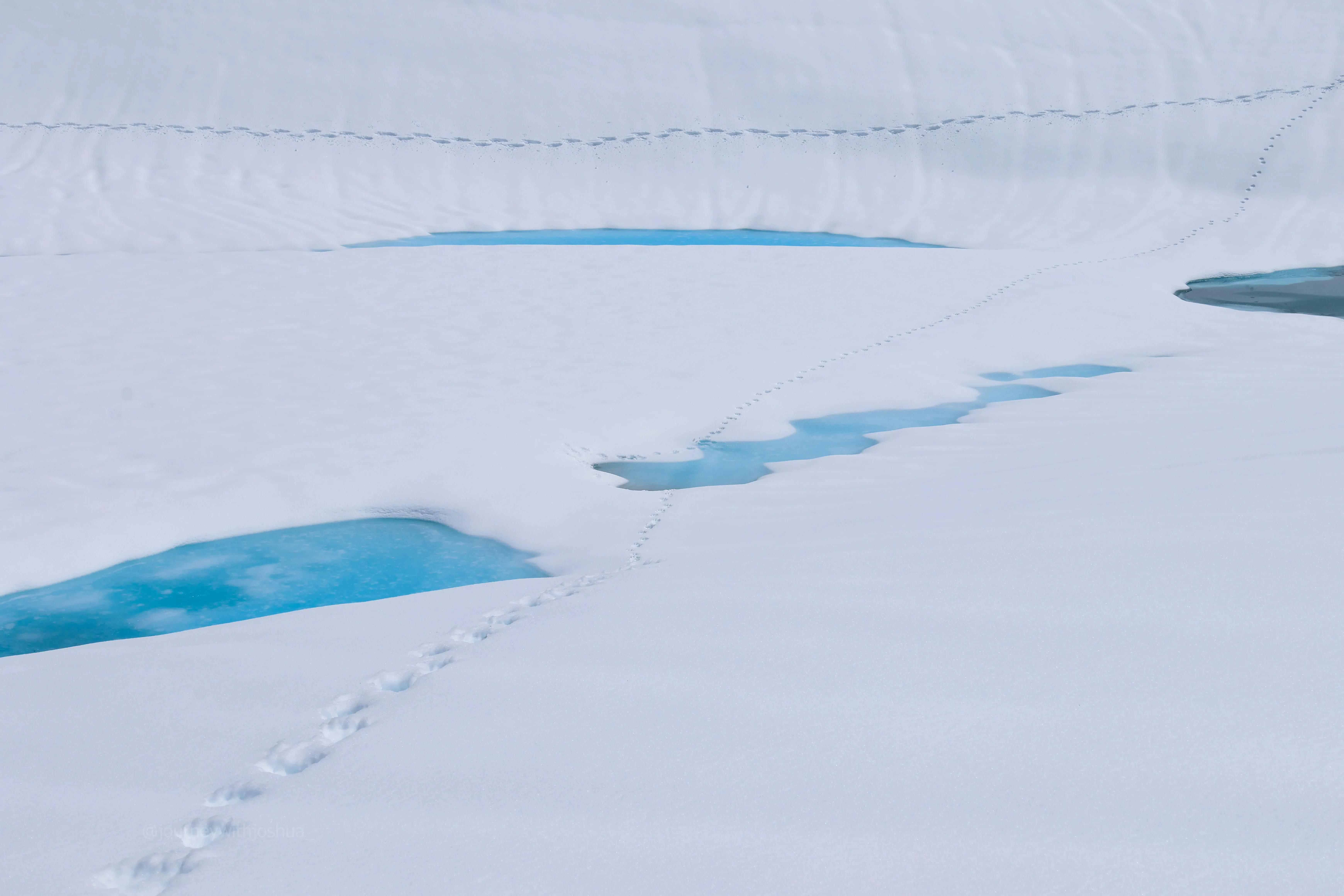 Bear tracks crossing the lake below camp