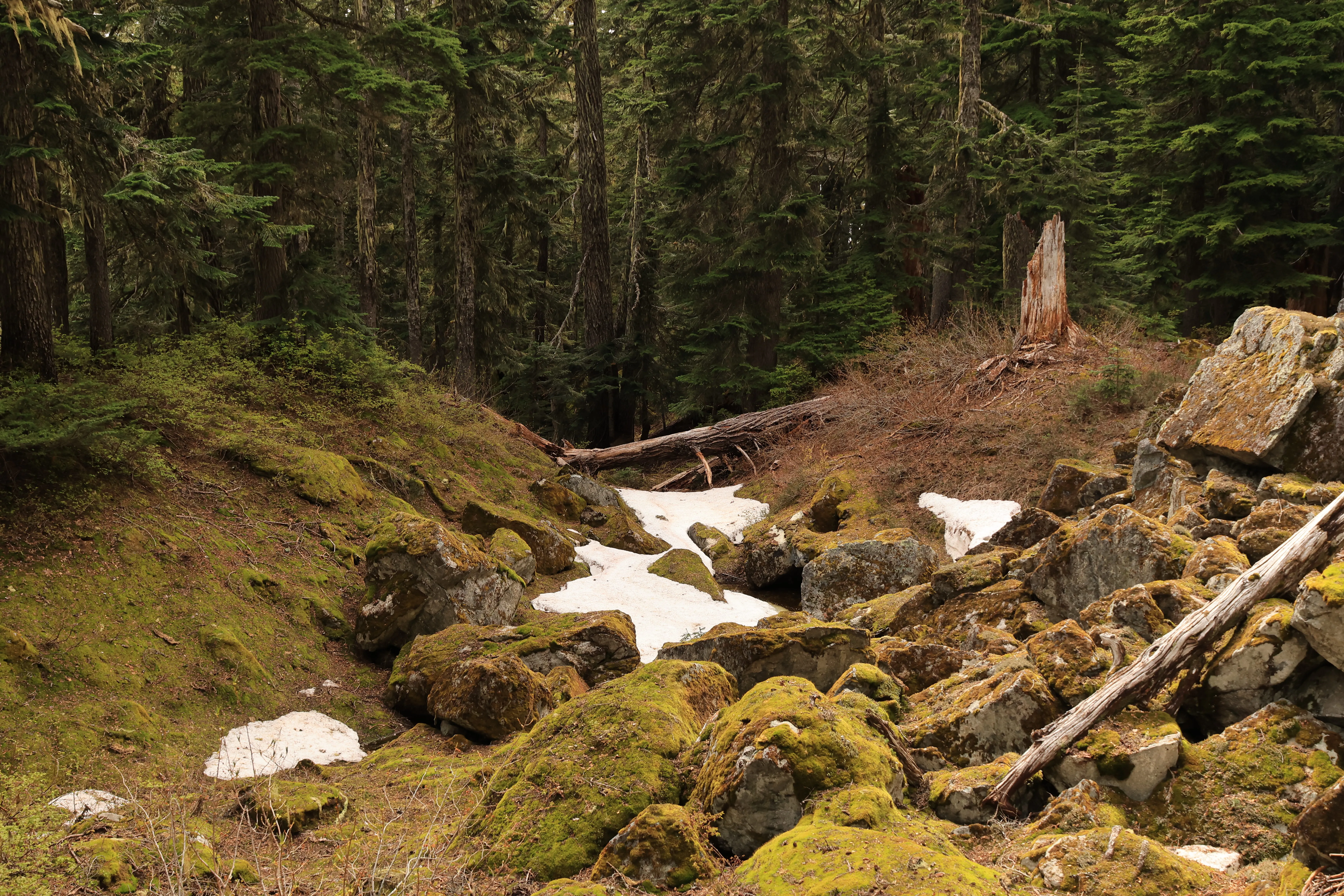 First snow spotted in the forest
