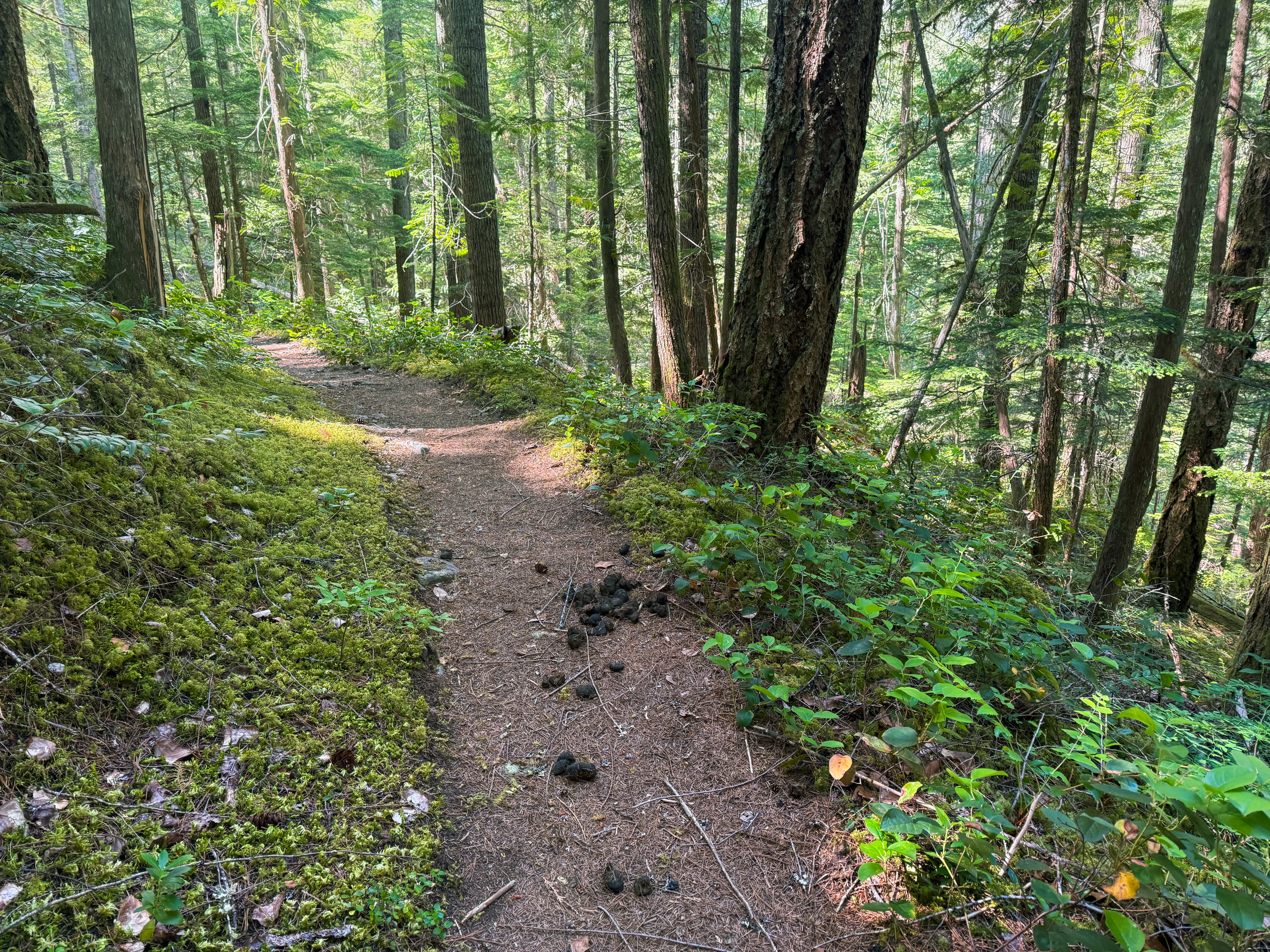 Fresh bear scat on the Thunder Creek Trail
