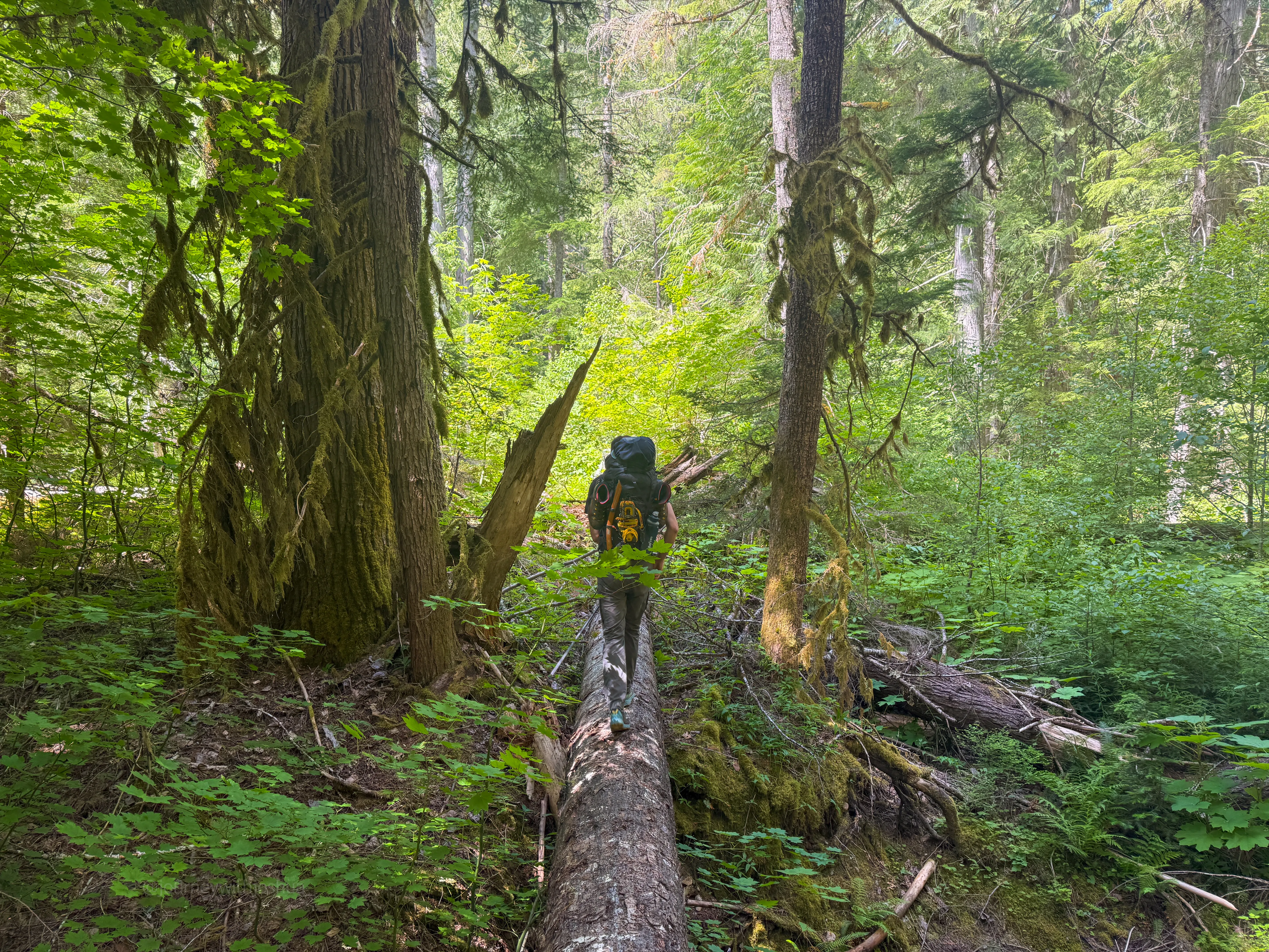Balancing across logs and bushwhacking through devil's club toward the Thunder Creek crossing
