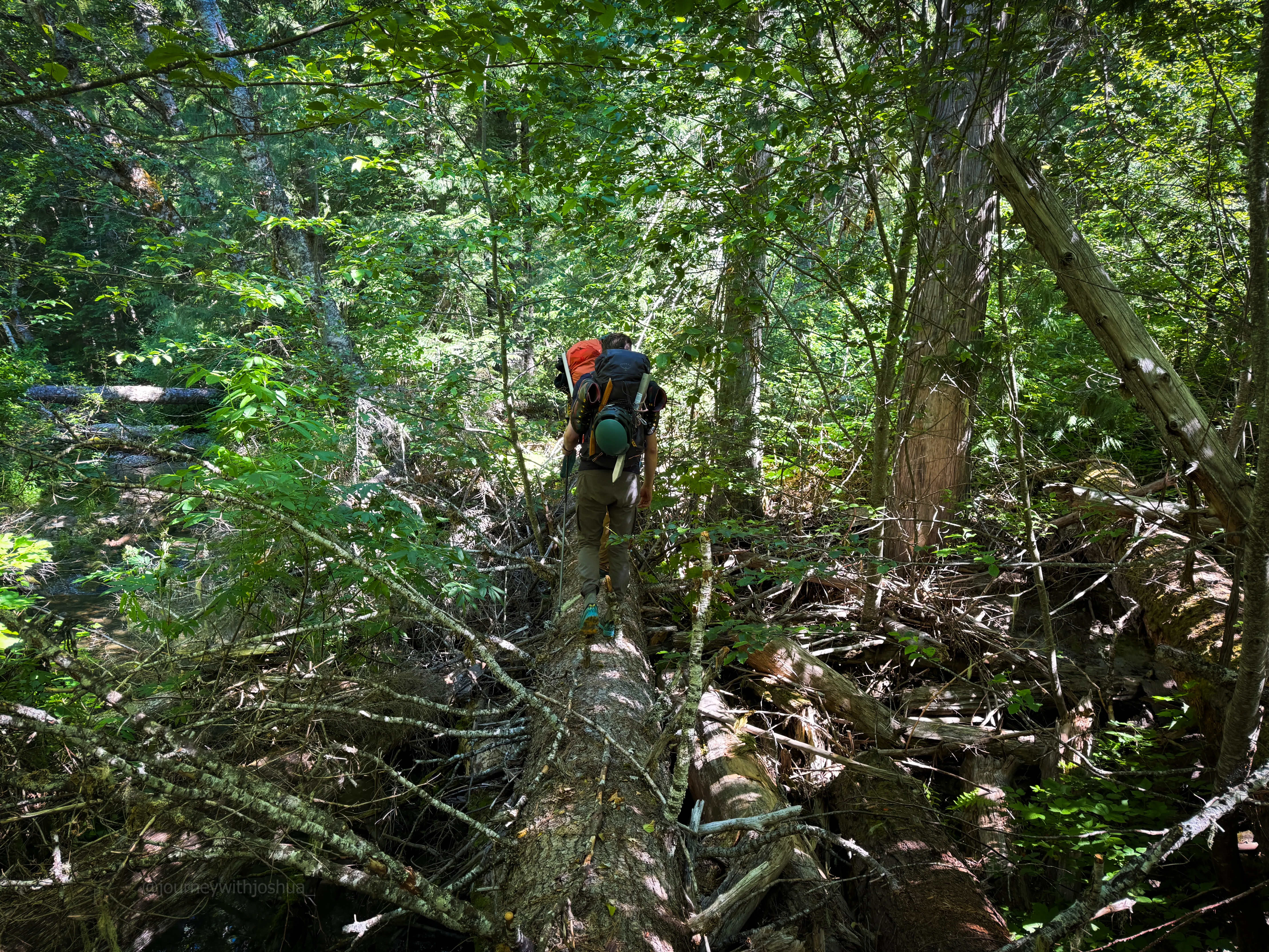 The log that was easier to cross on the way out after branches were cleared