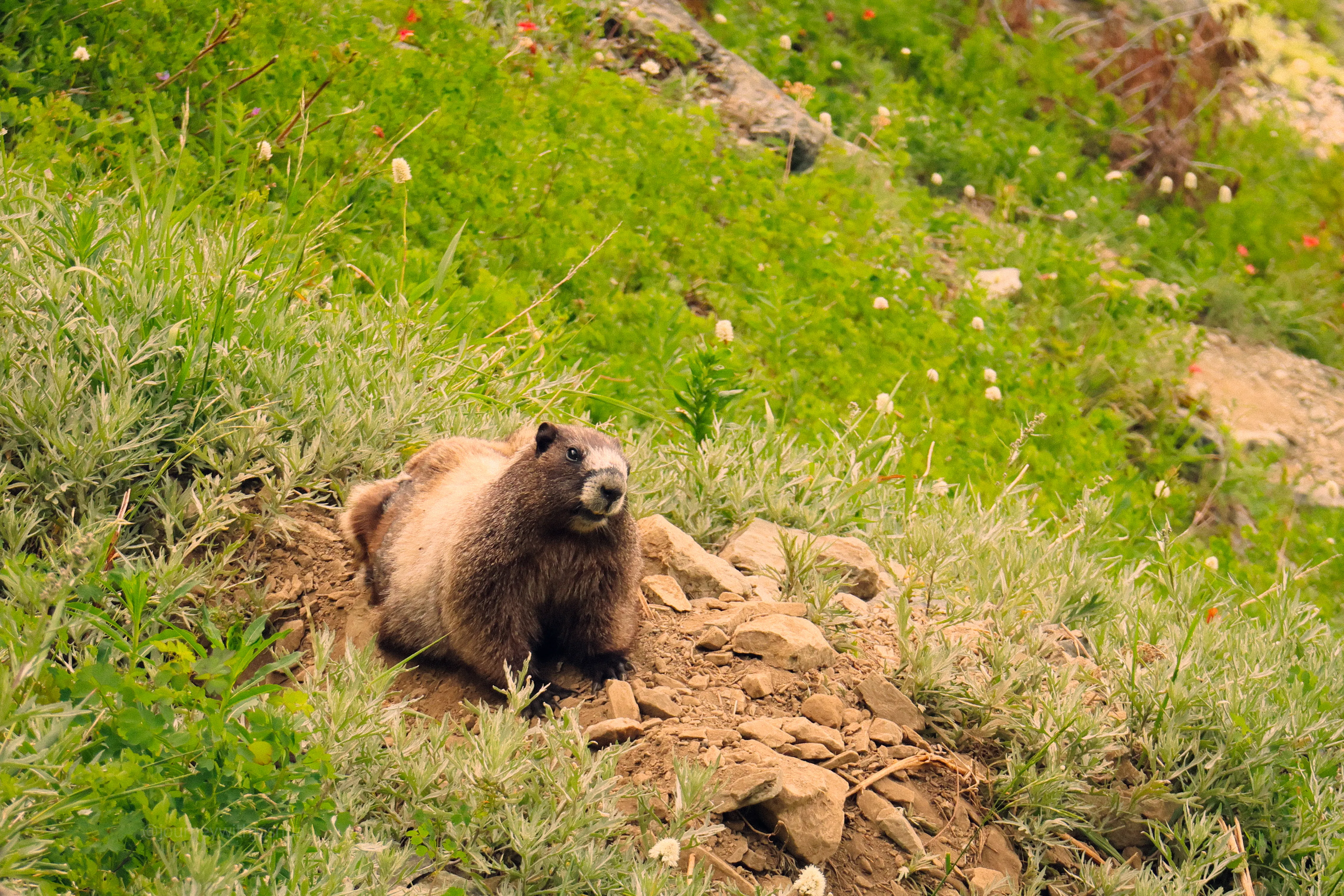 A marmot keeping watch high on Mount Pugh.