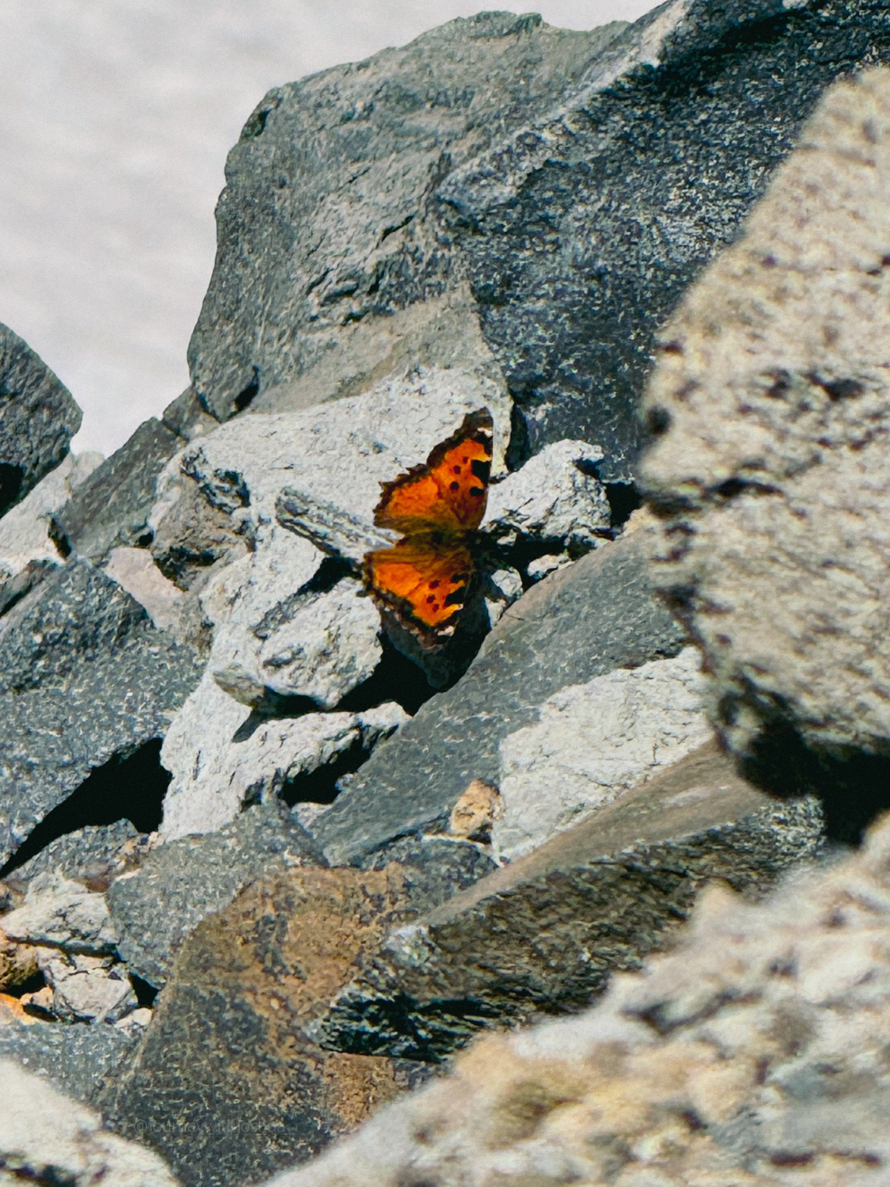Dozens of butterflies at Camp Muir on our return
