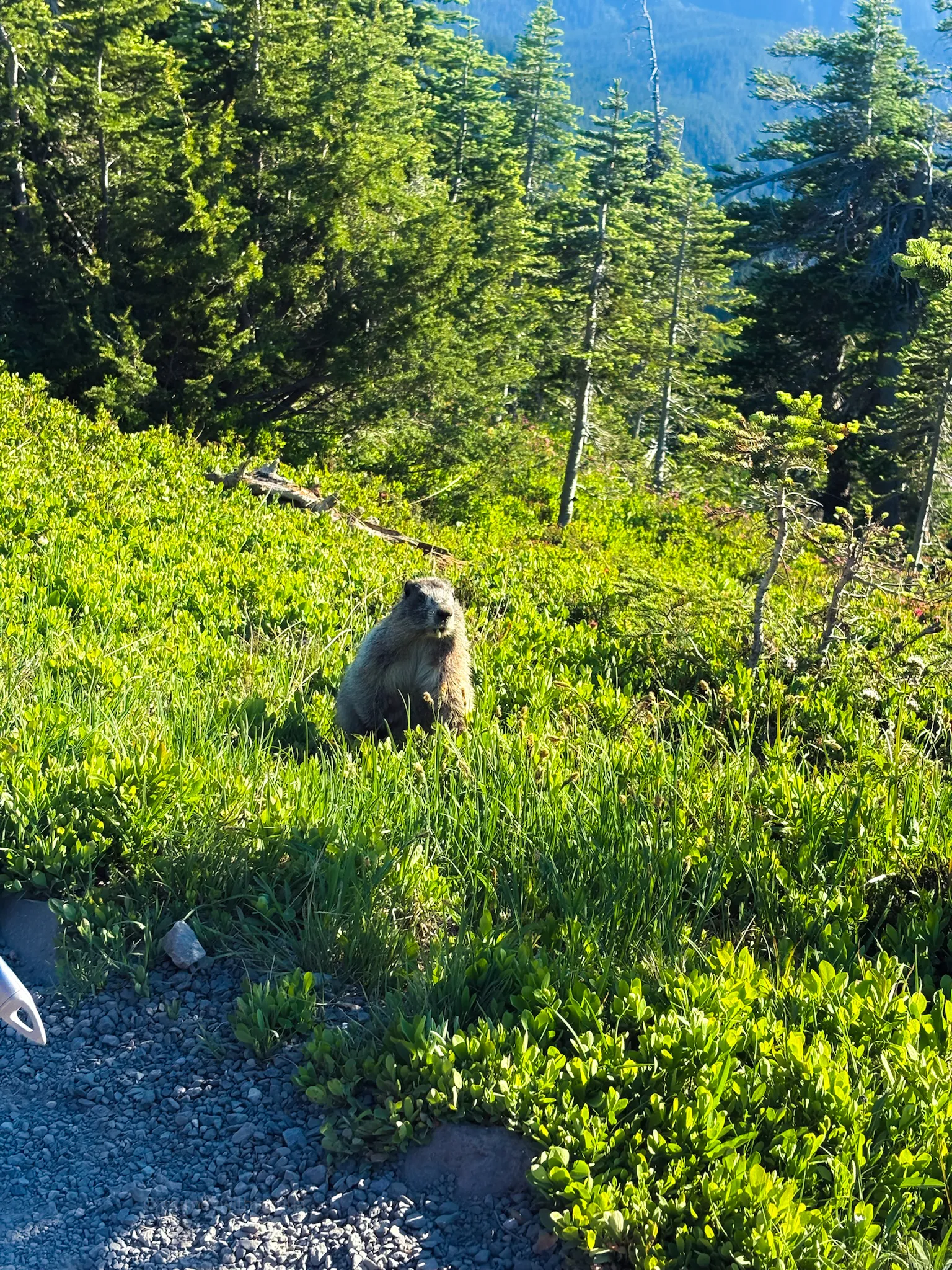 A marmot on the Skyline Trail eyeing us