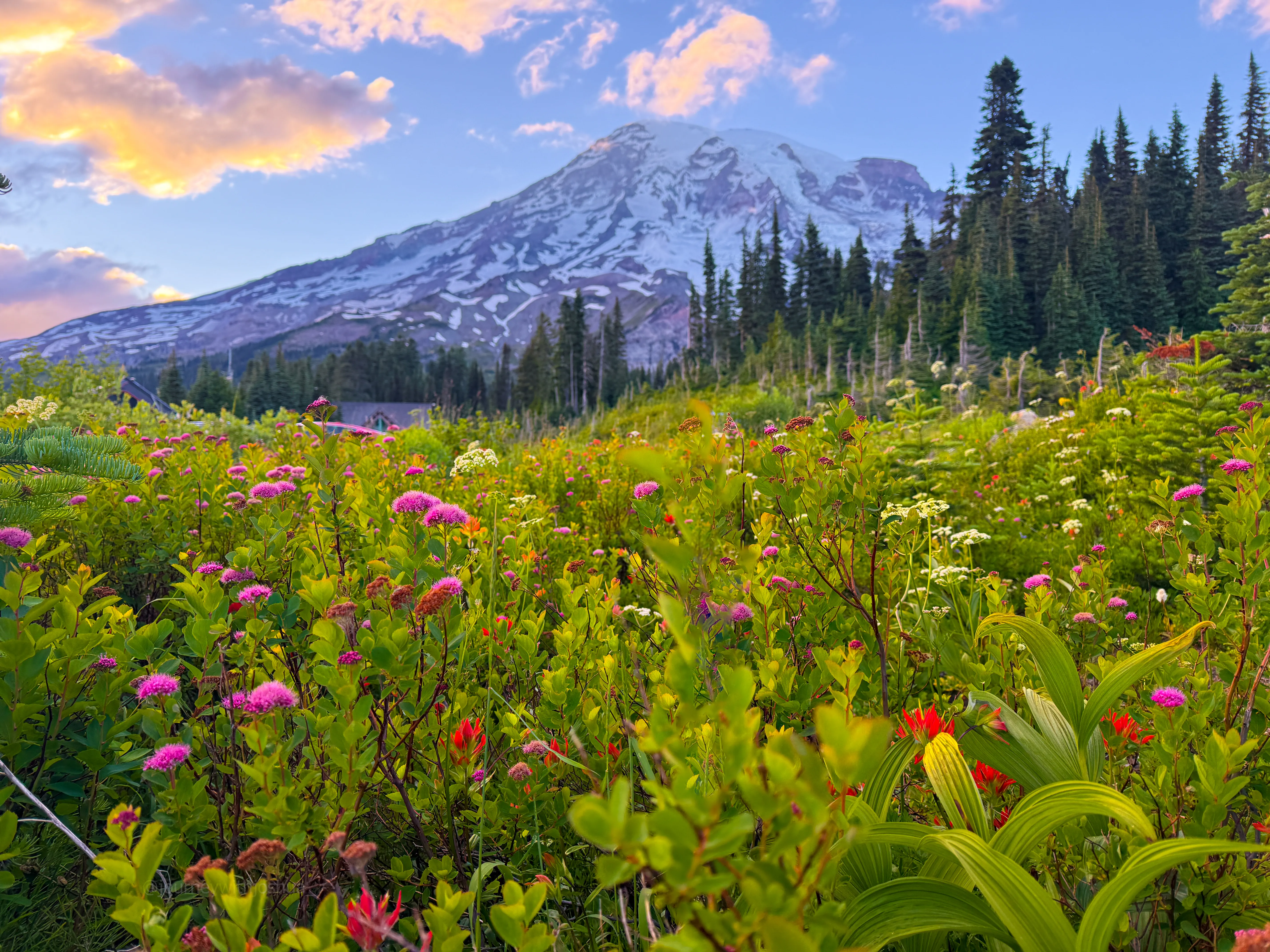 Wildflowers blooming at Paradise with Mount Rainier behind