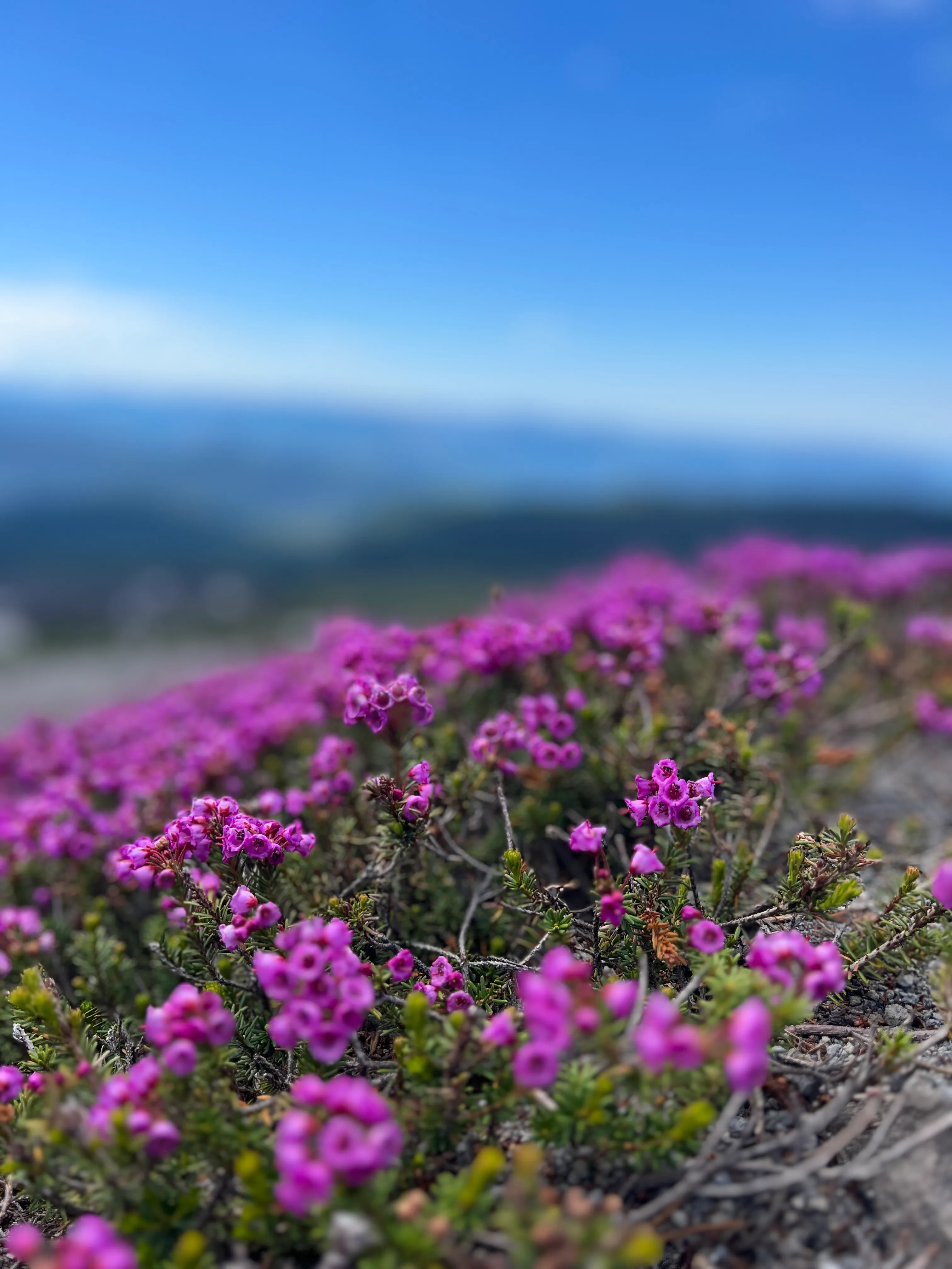 Some of my favorite alpine wildflowers along the lower trail