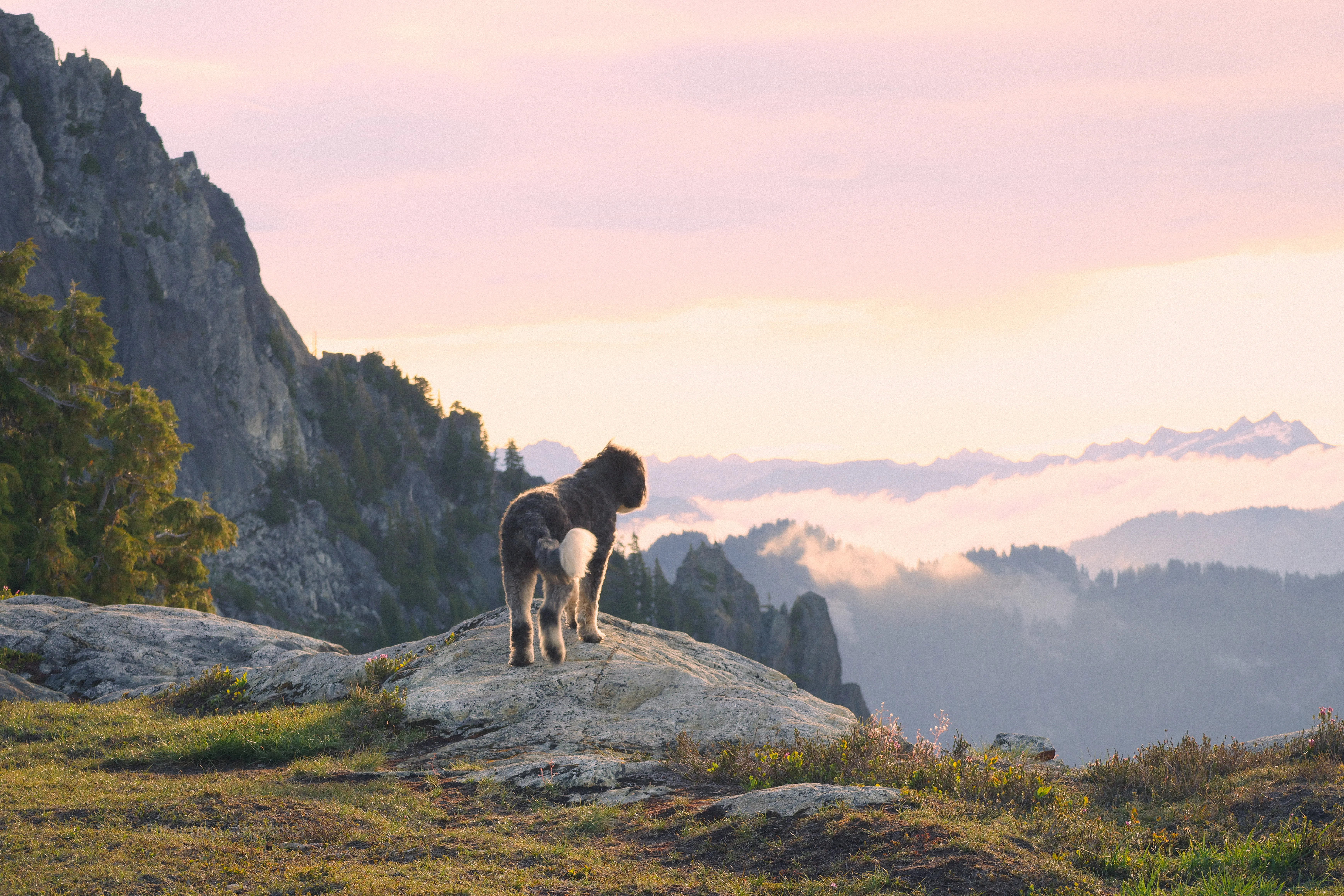 Izzy the dog briefly waking up on the summit