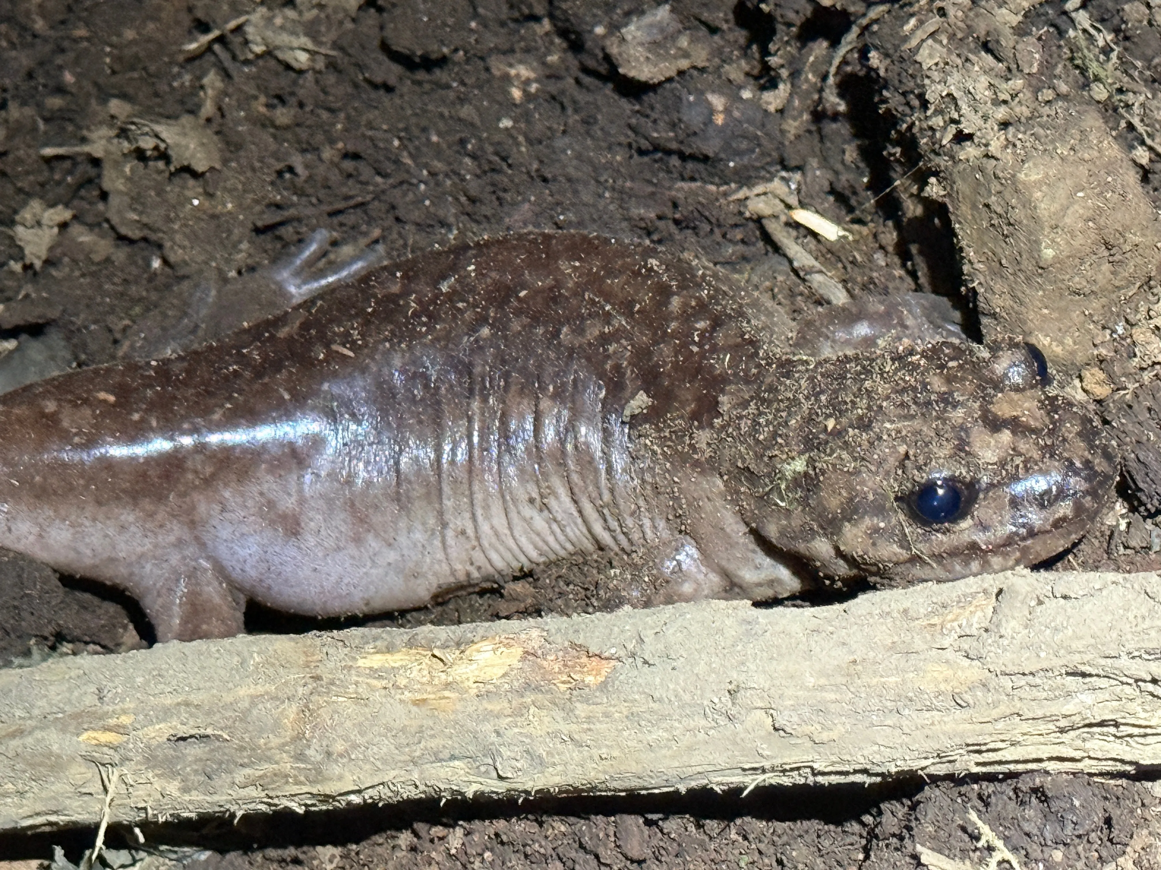 A little newt spotted on the trail in the dark